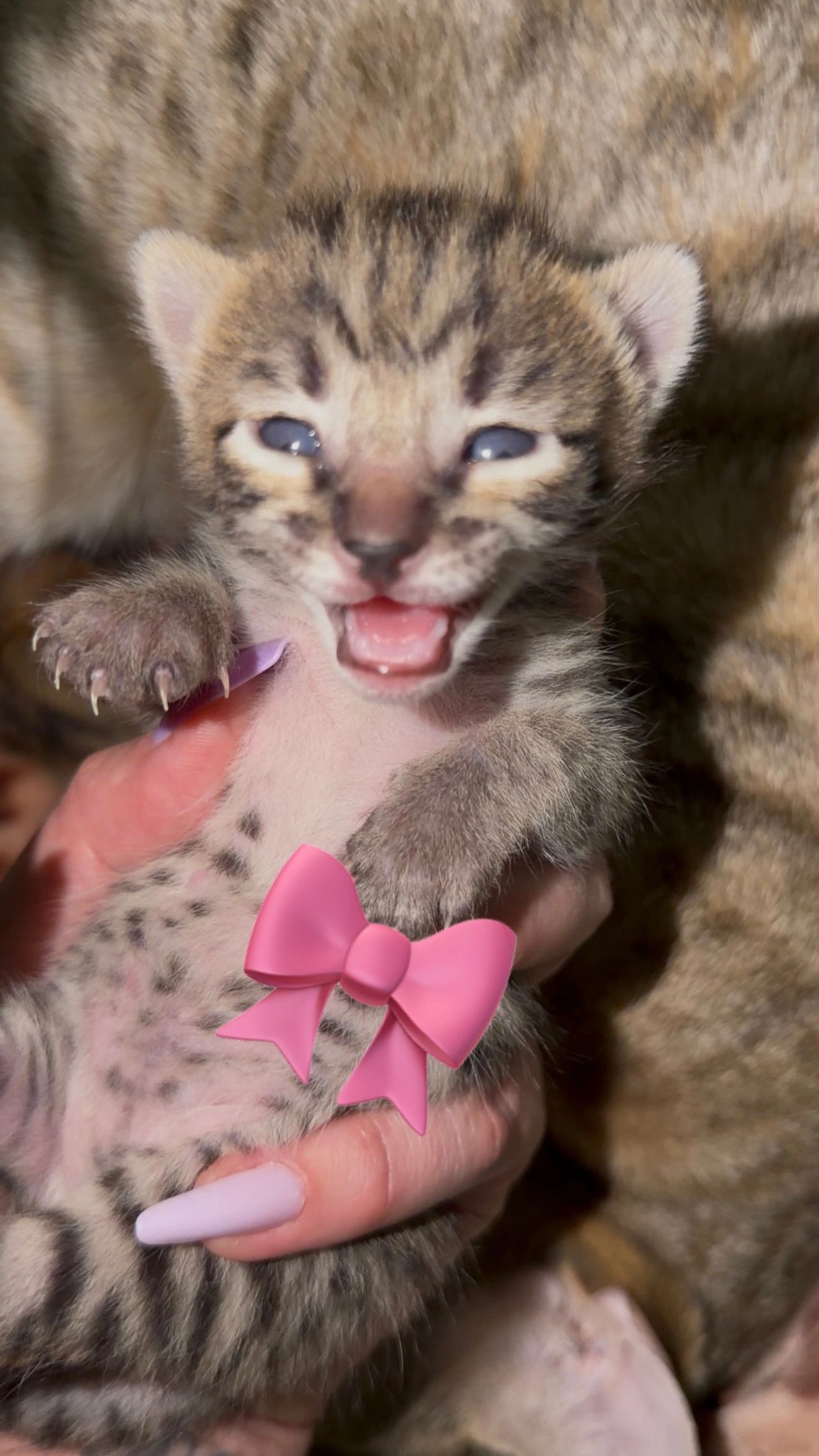 A beautiful Savannah kitten female for sale from LVHYBRIDS a ethical Savannah cat breeder