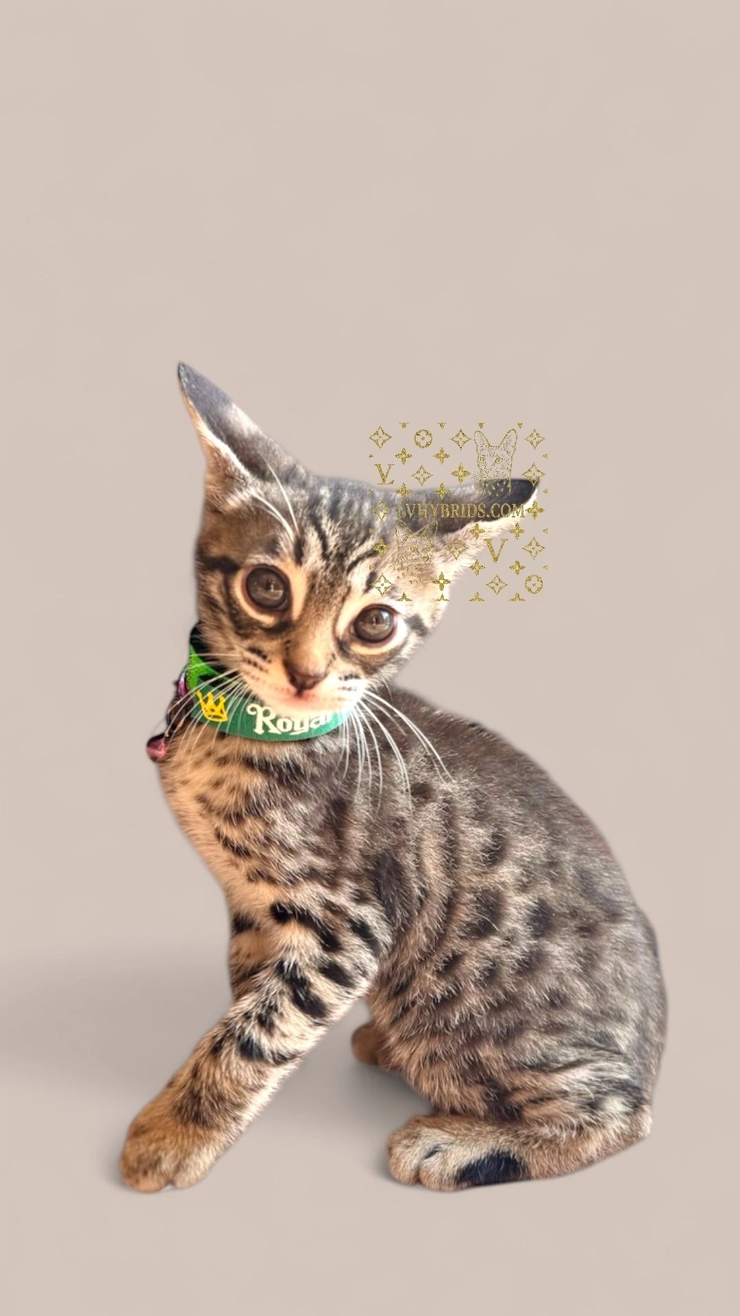 Savannah kitten for sale from LVHYBRIDS SBT cattery