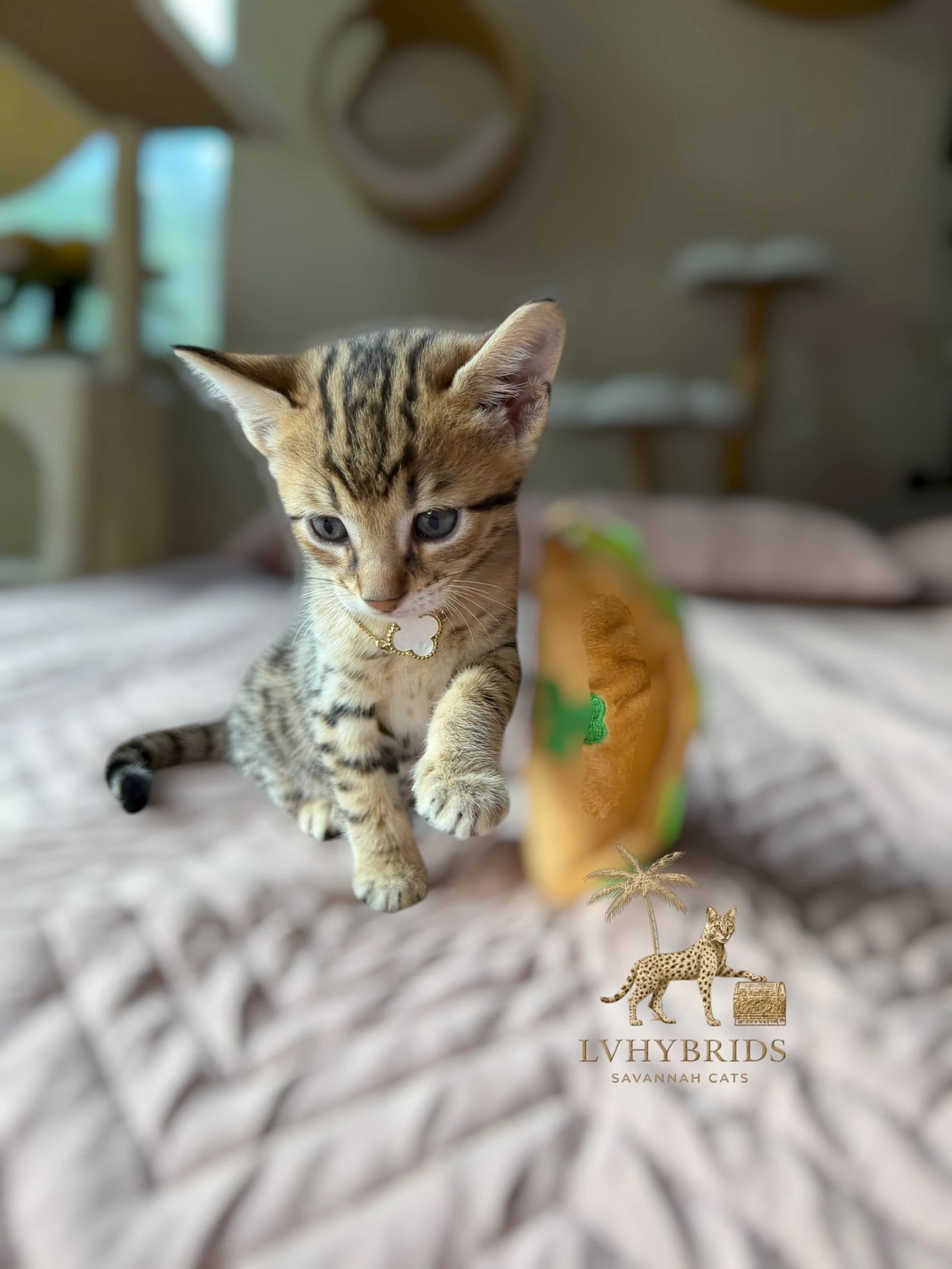 Savannah kitten for sale from LVHYBRIDS SBT cattery