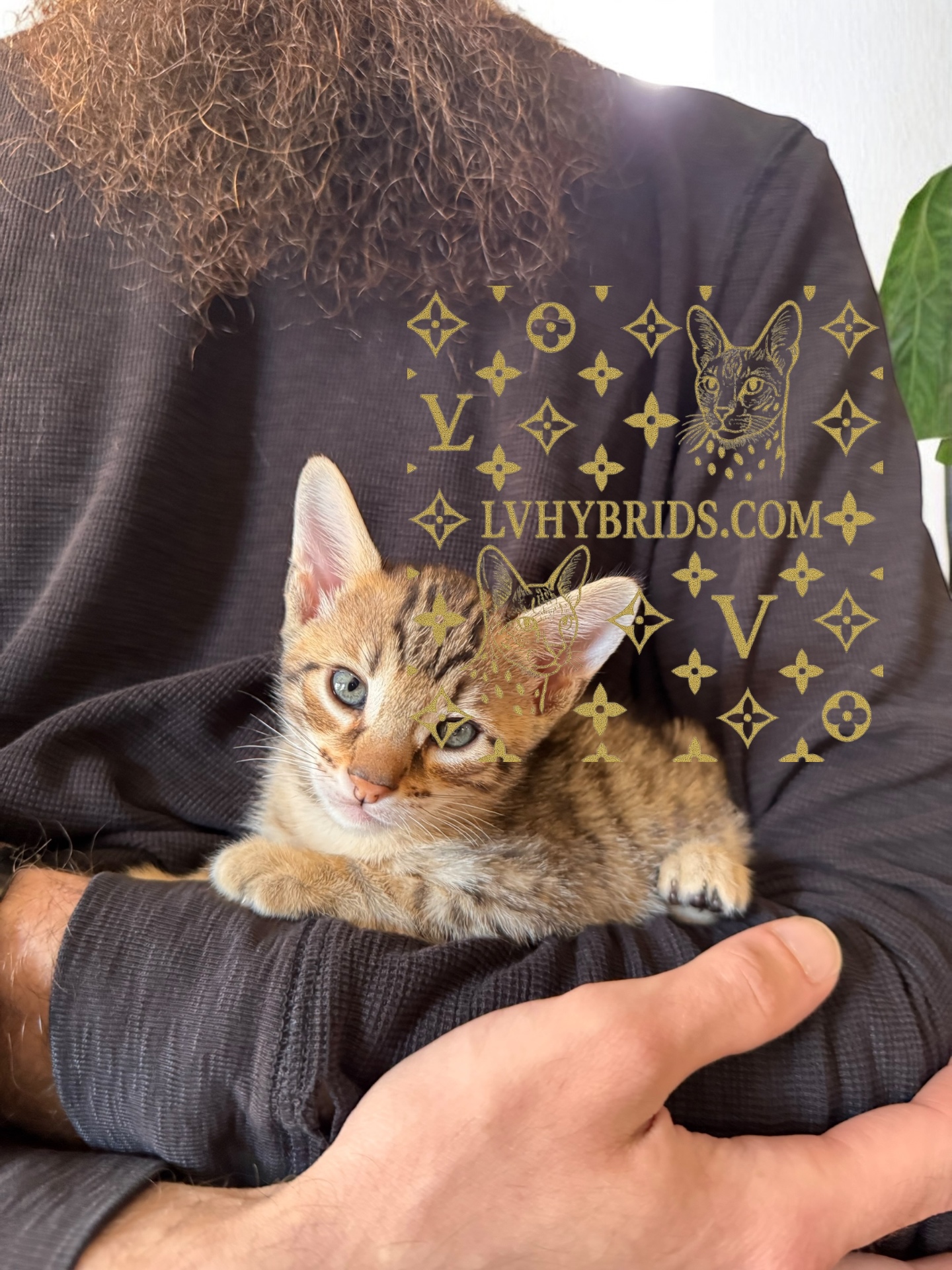 Gizmo, an SBT Savannah kitten from LVHYBRIDS, cuddled in his owner's arms