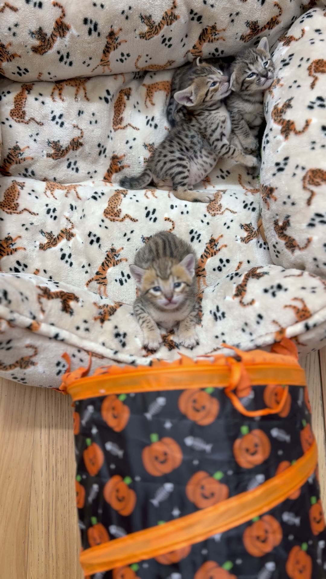 Home-raised SBT Savannah kittens at LVHYBRIDS in Pahrump, Nevada