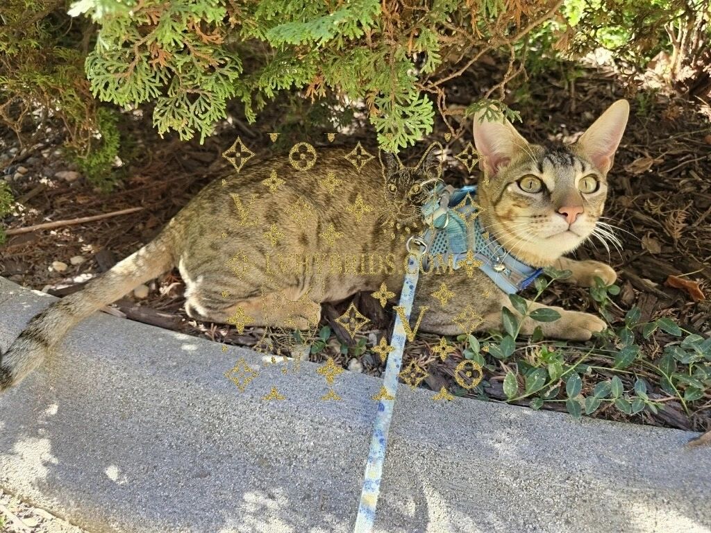 Savannah kitten for sale from LVHYBRIDS SBT cattery