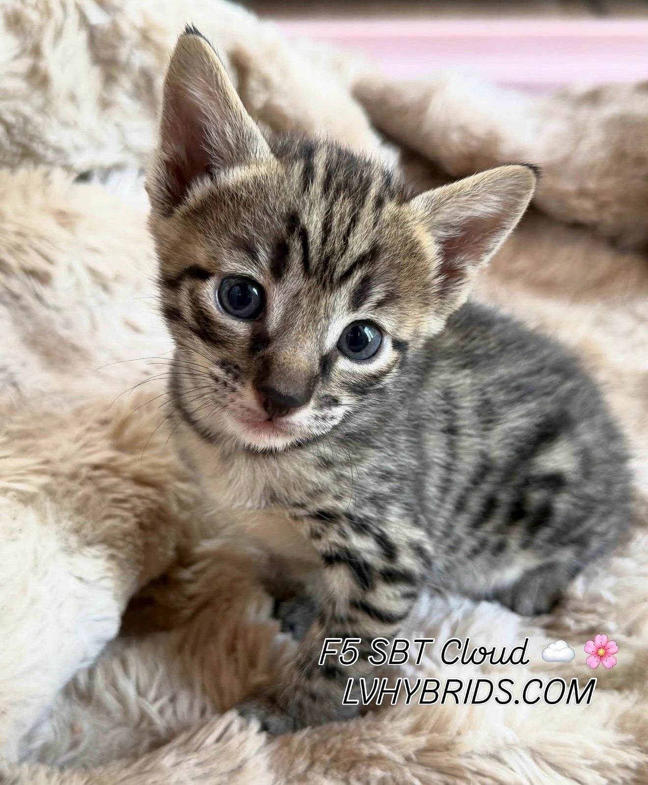 Savannah kitten for sale from LVHYBRIDS SBT cattery