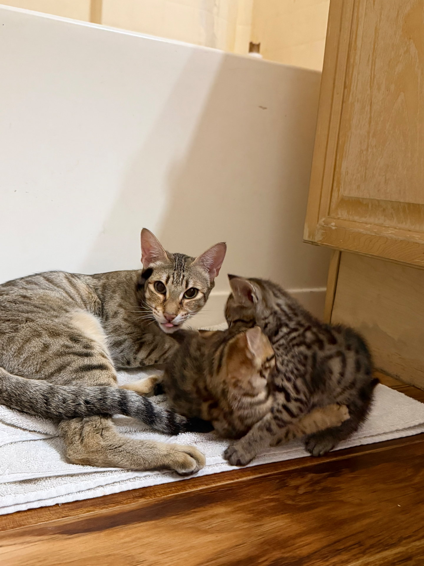 Adult Savannah cat with two spotted SBT Savannah kittens at LVHYBRIDS cattery