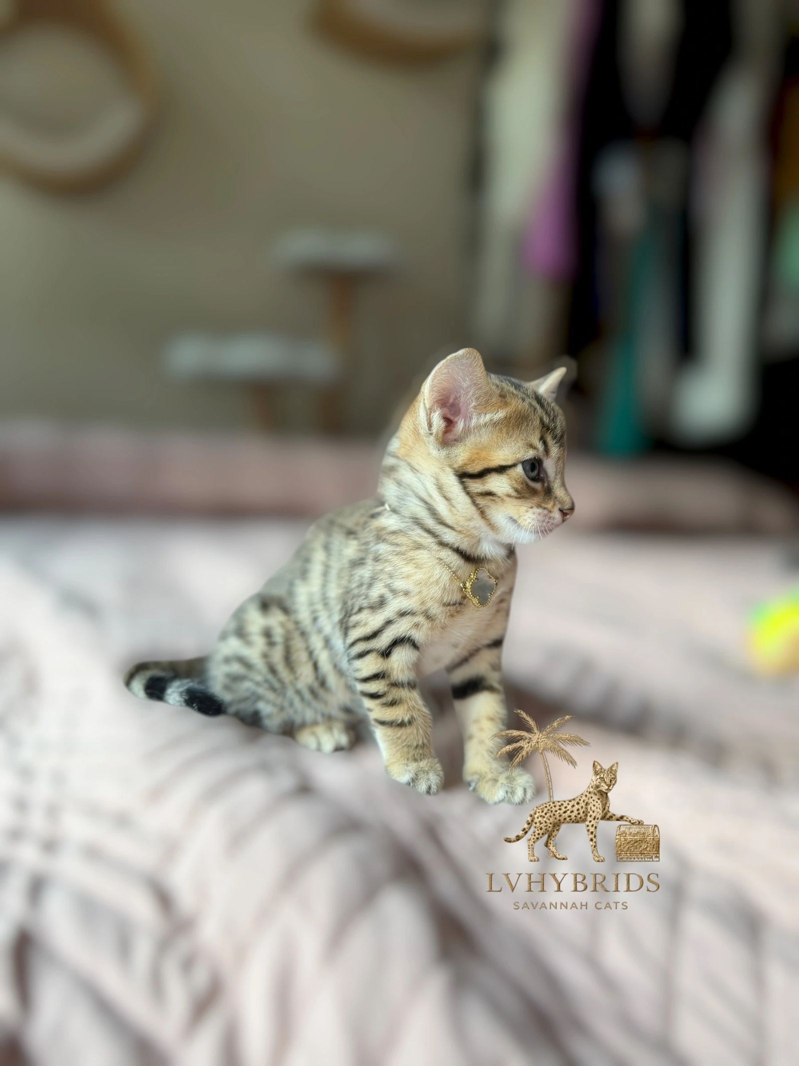 Savannah kitten for sale from LVHYBRIDS SBT cattery