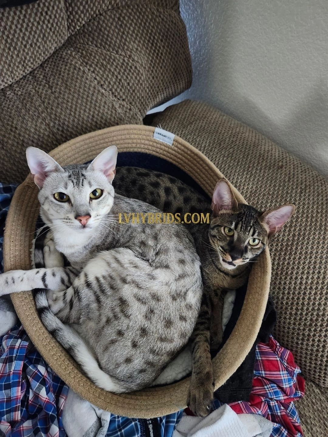 Savannah kitten for sale from LVHYBRIDS SBT cattery