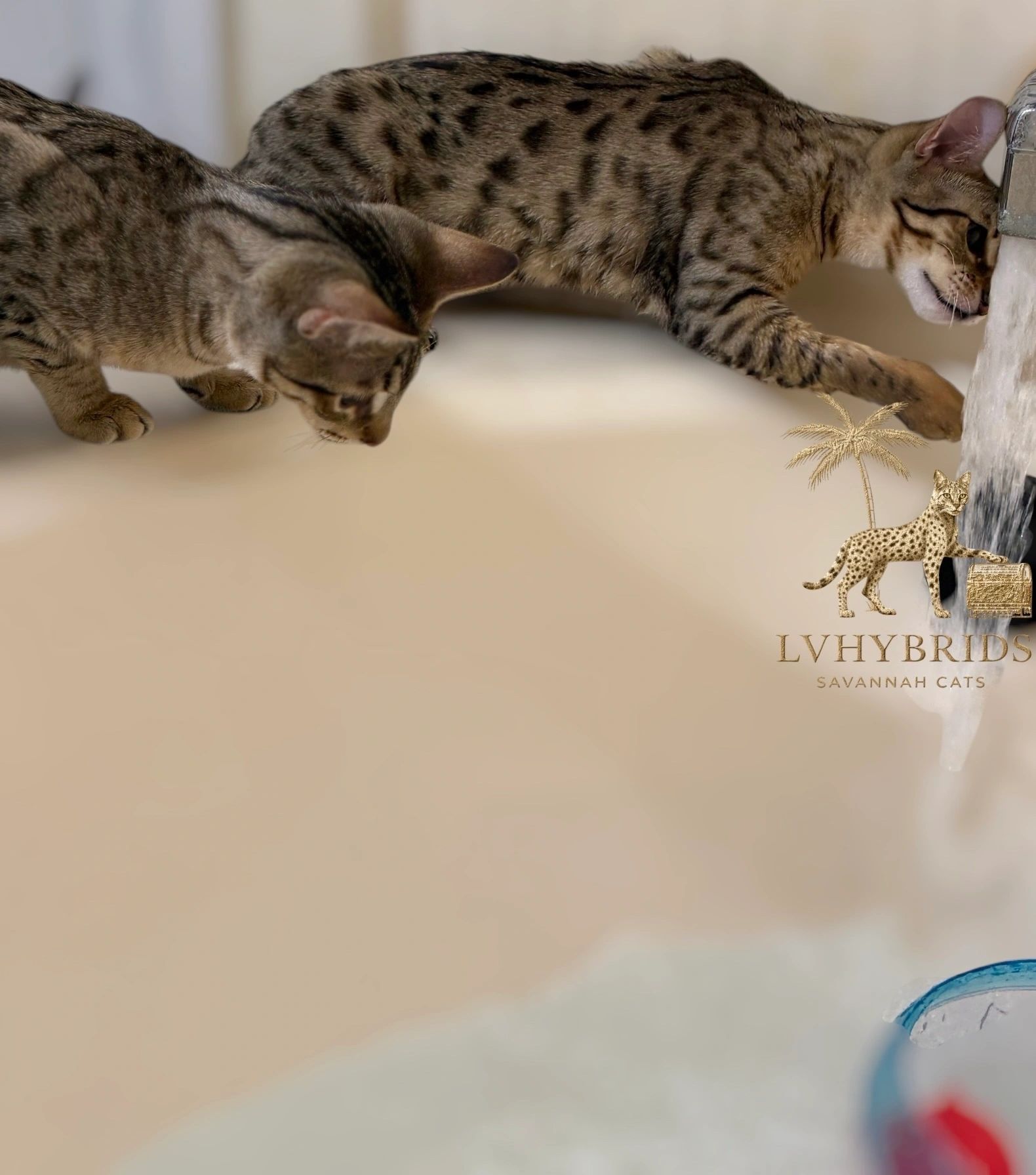 Savannah kitten for sale from LVHYBRIDS SBT cattery