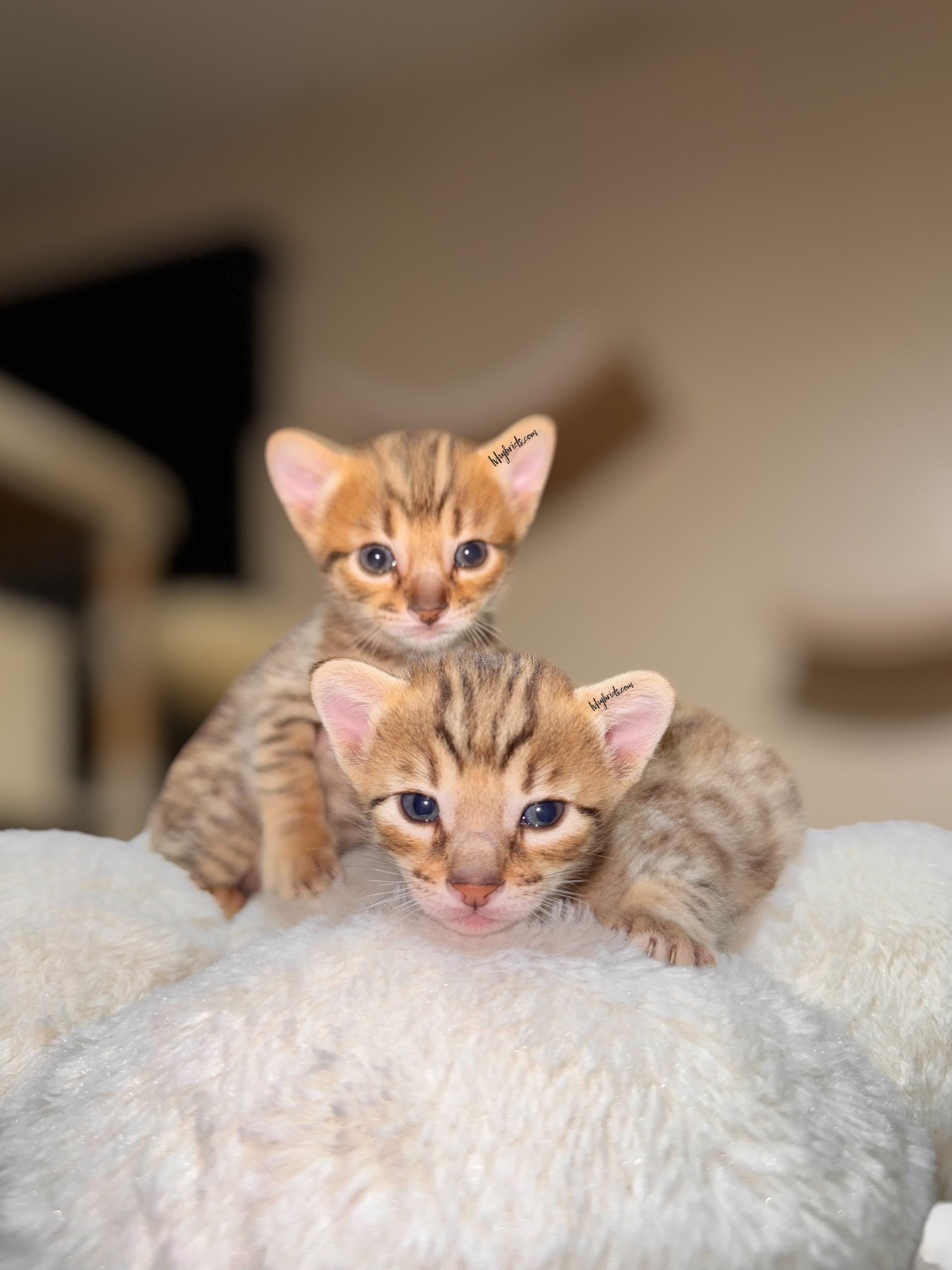 Two SBT Savannah kittens from LVHYBRIDS cattery resting on a soft blanket