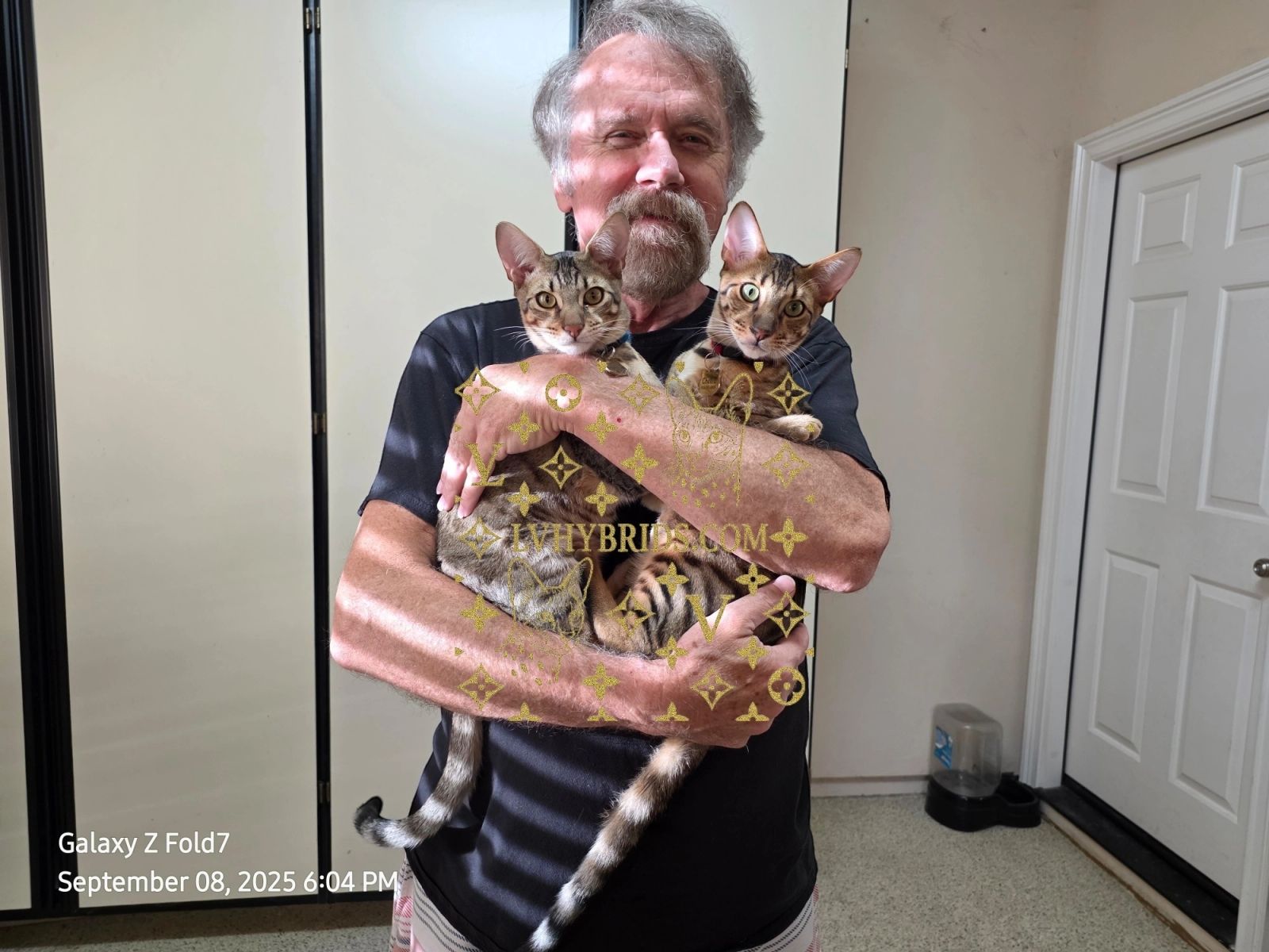 Savannah kitten for sale from LVHYBRIDS SBT cattery