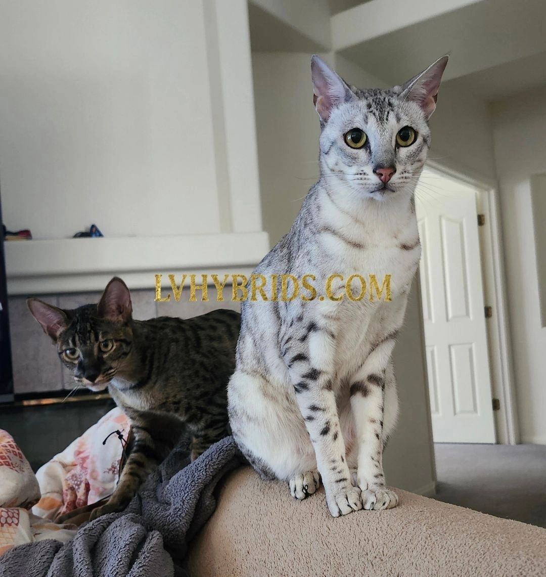 Savannah kitten for sale from LVHYBRIDS SBT cattery