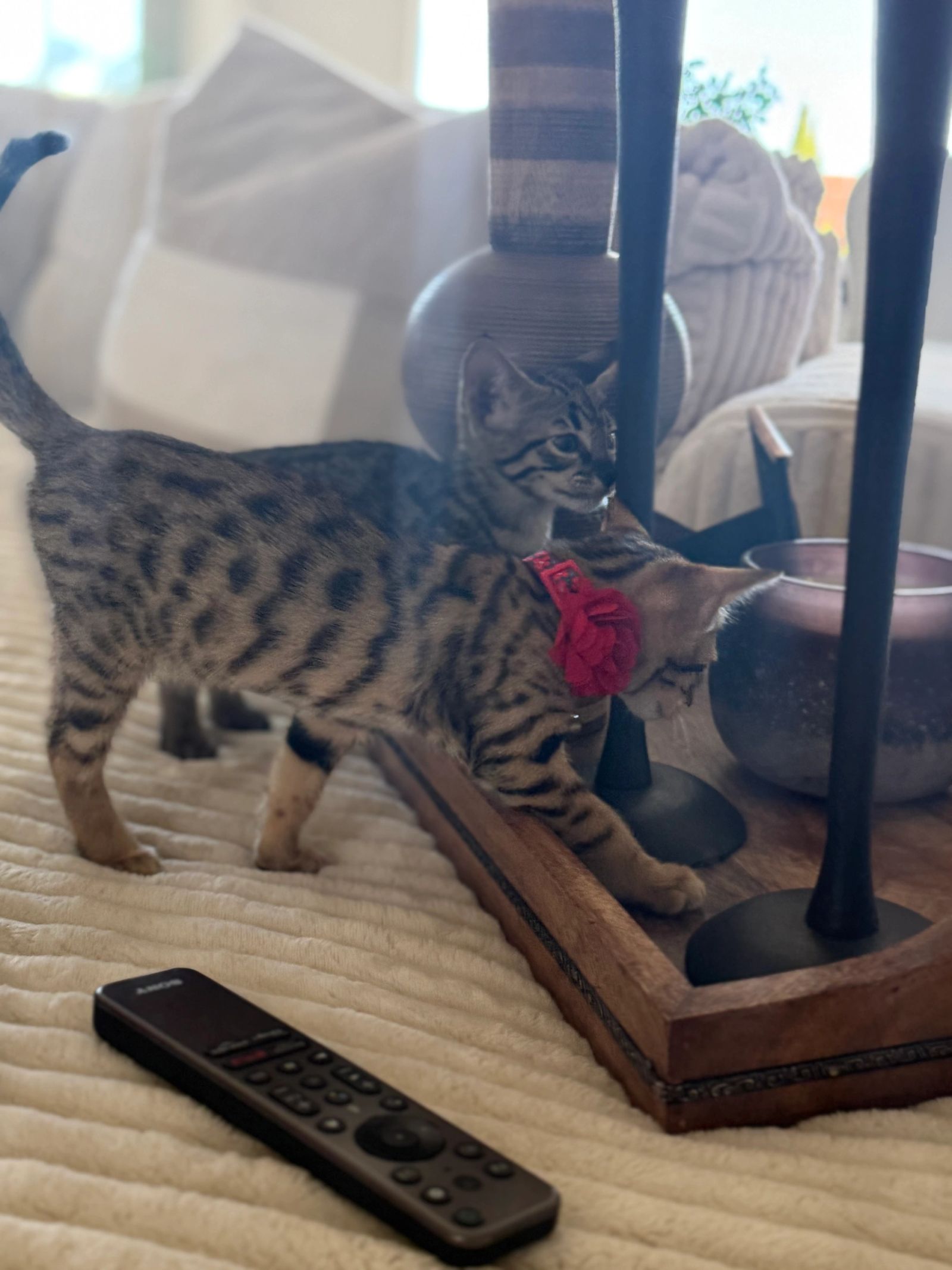 Savannah kitten for sale from LVHYBRIDS SBT cattery
