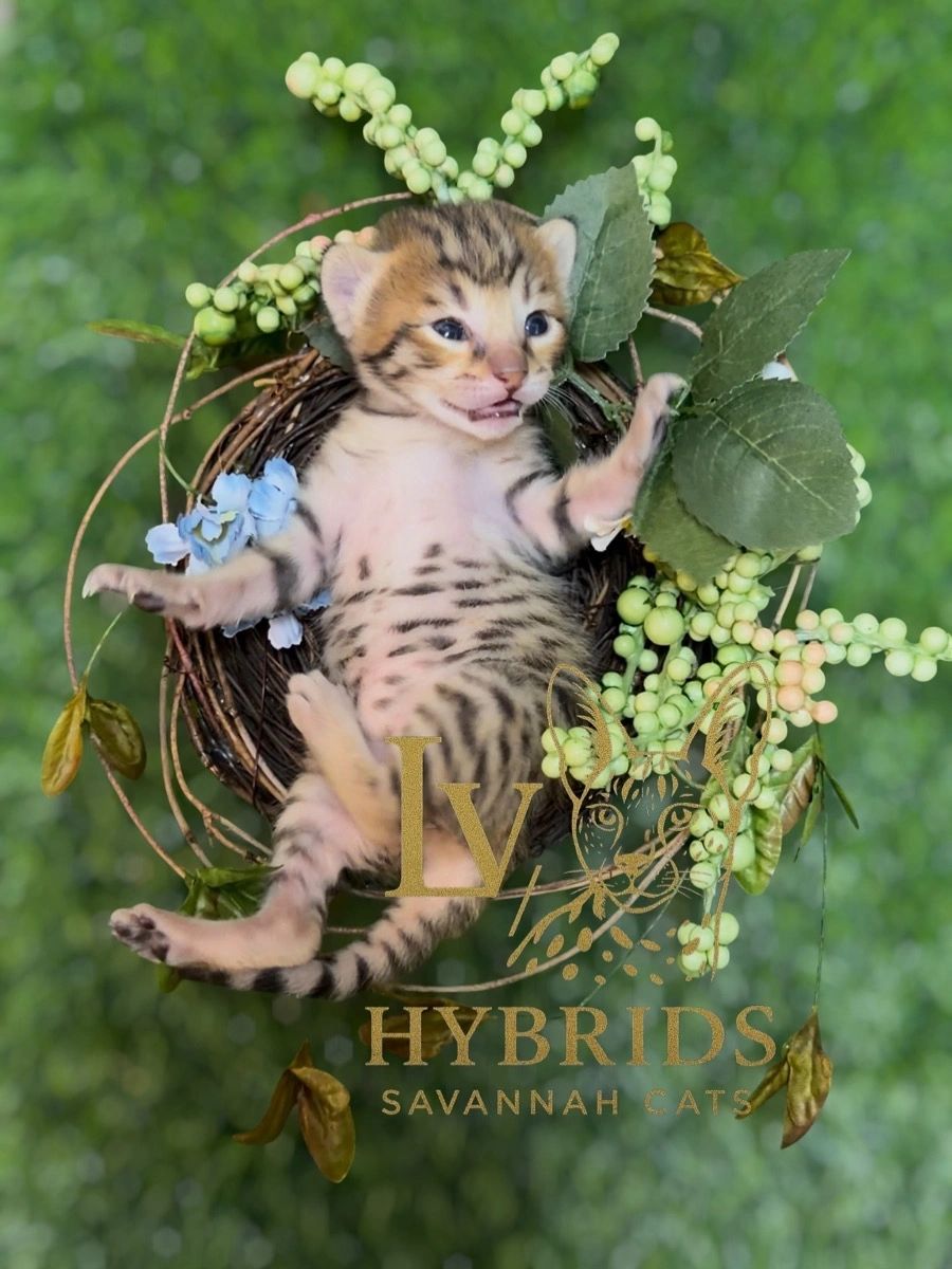 Savannah kitten for sale from LVHYBRIDS SBT cattery
