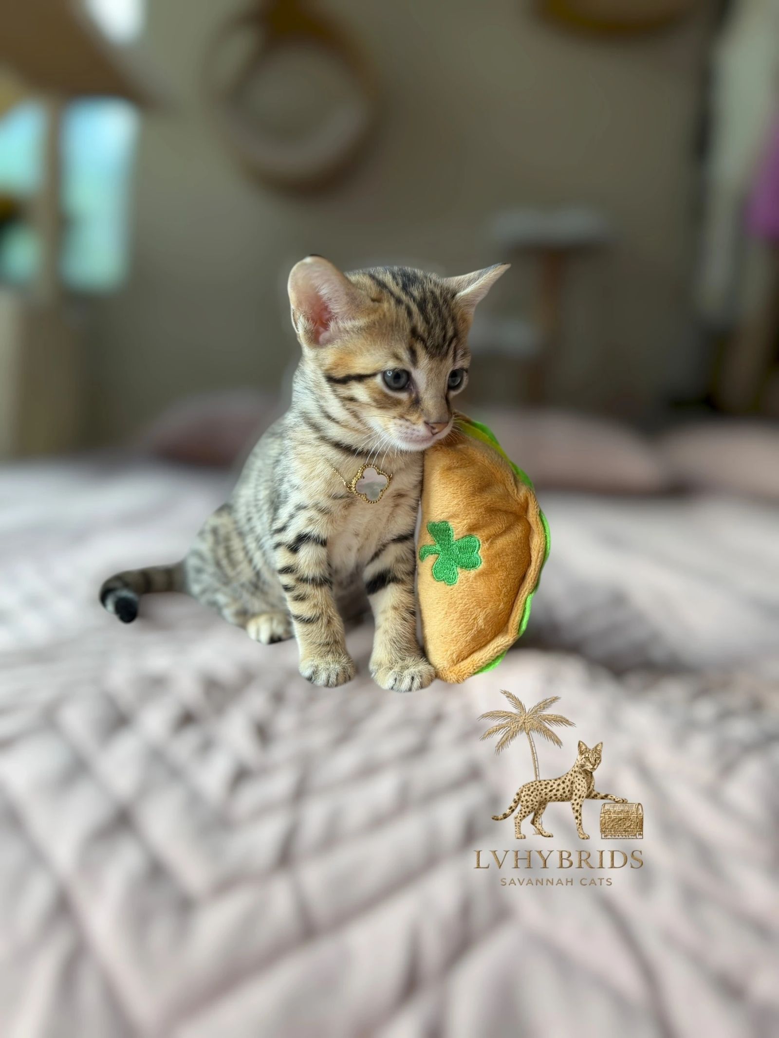 Savannah kitten for sale from LVHYBRIDS SBT cattery