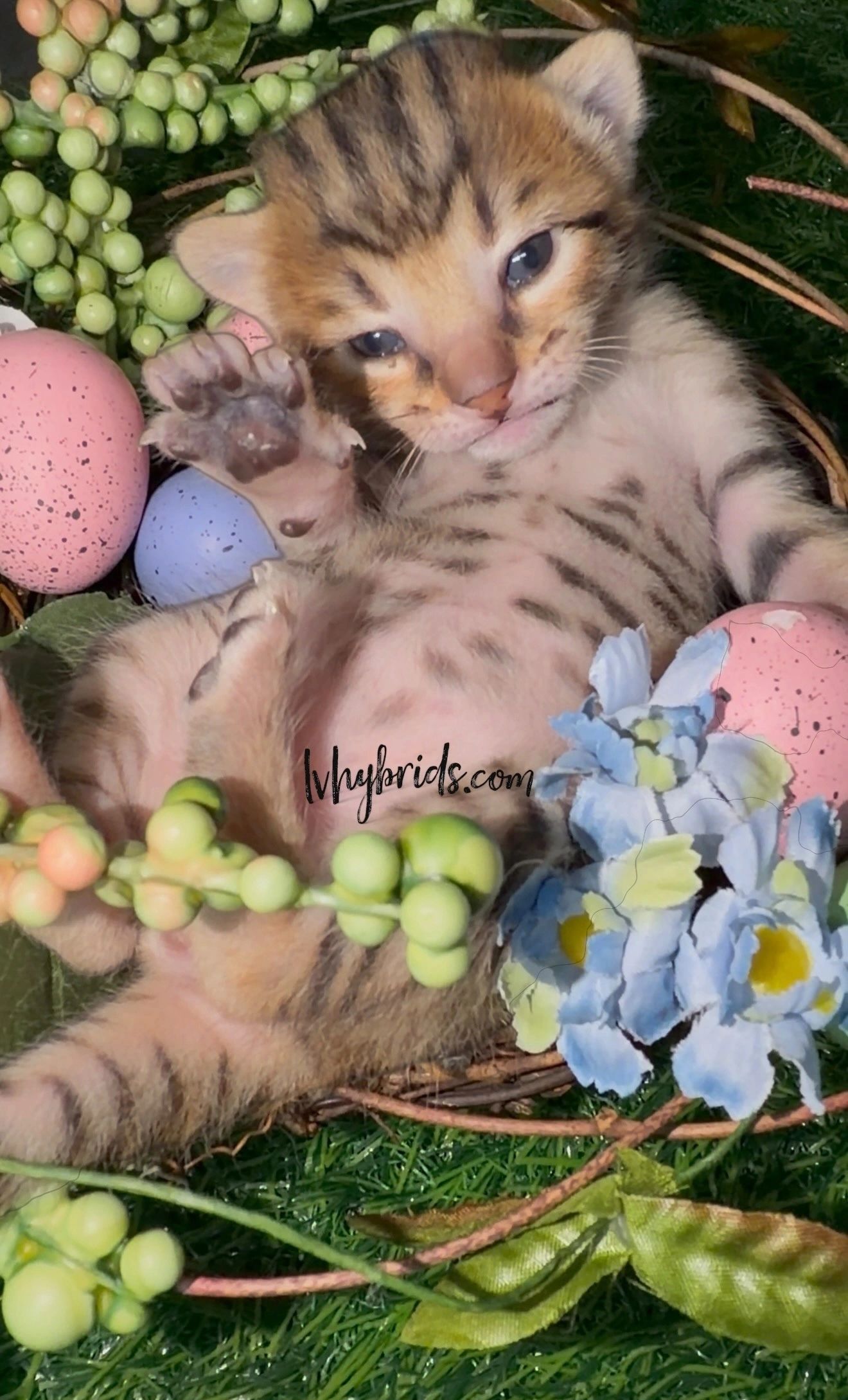 Savannah kitten for sale from LVHYBRIDS SBT cattery