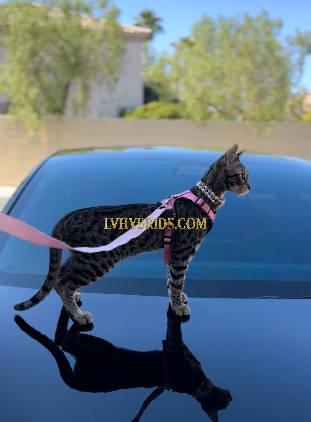 Savannah kitten for sale from LVHYBRIDS SBT cattery