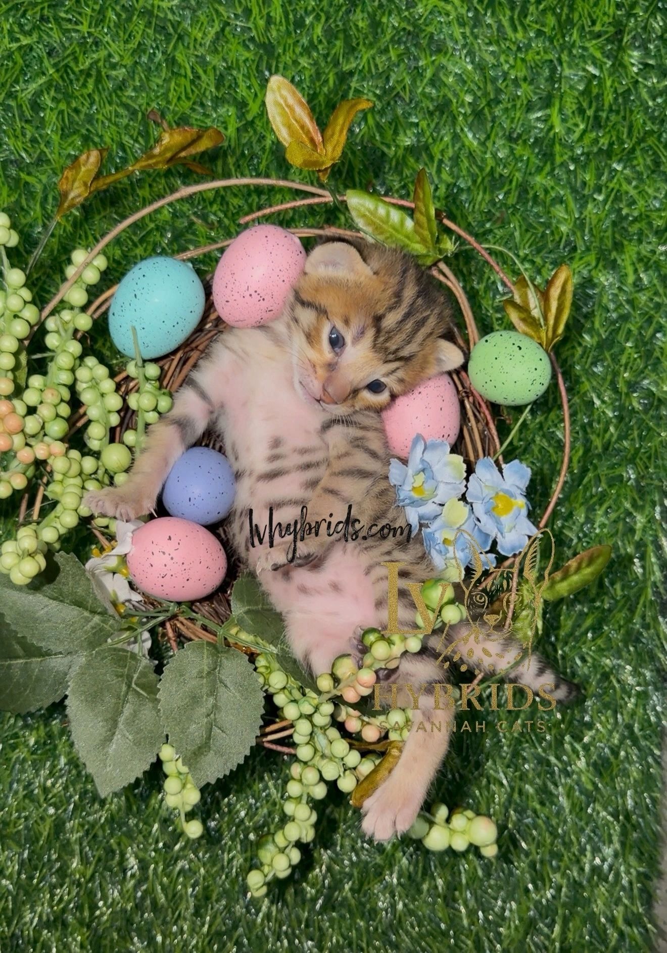 Savannah kitten for sale from LVHYBRIDS SBT cattery