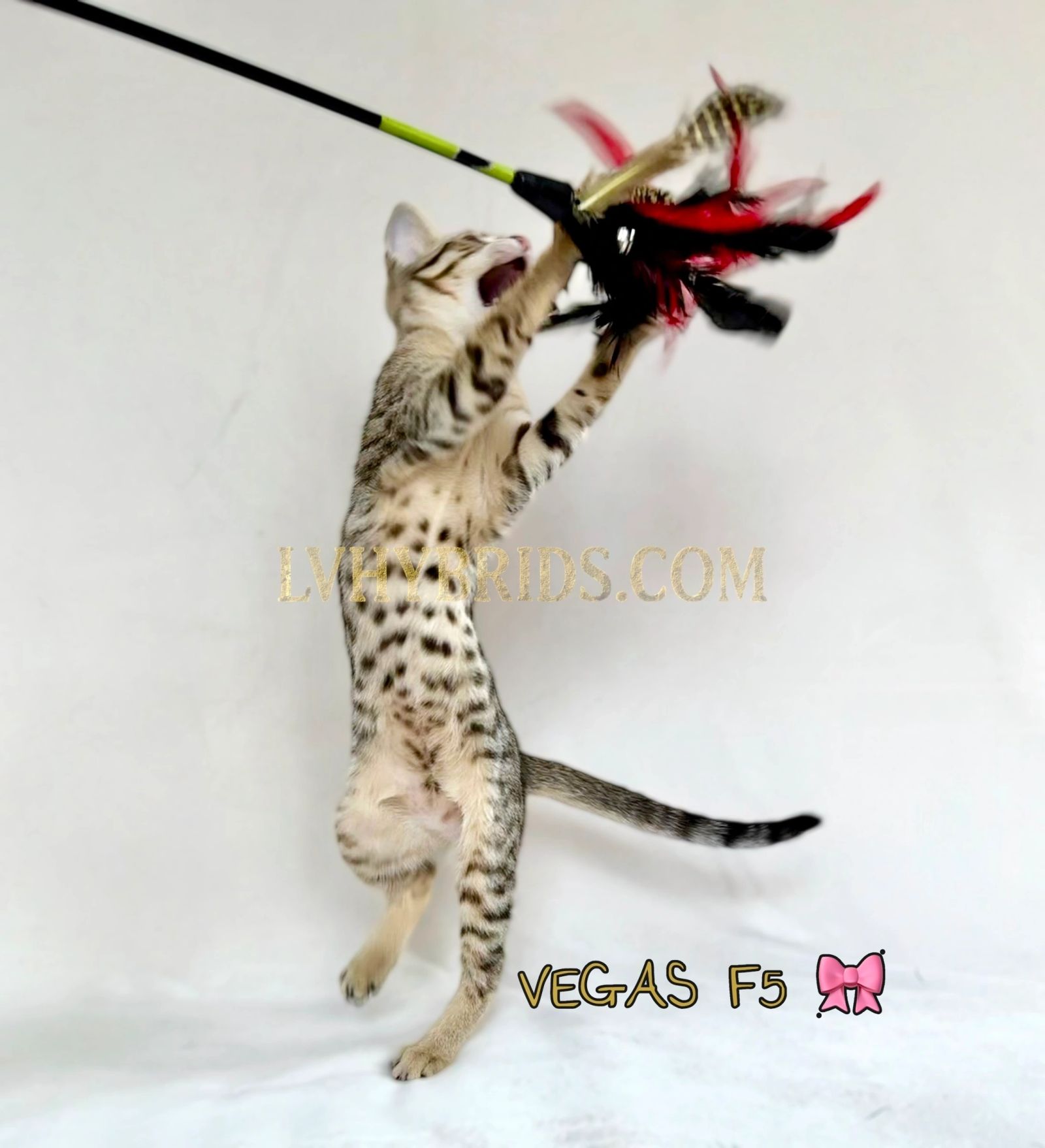 Savannah kitten for sale from LVHYBRIDS SBT cattery