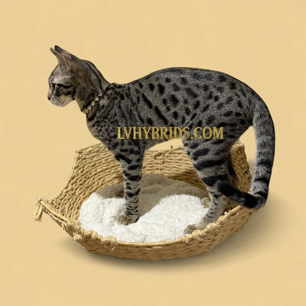 Savannah kitten for sale from LVHYBRIDS SBT cattery
