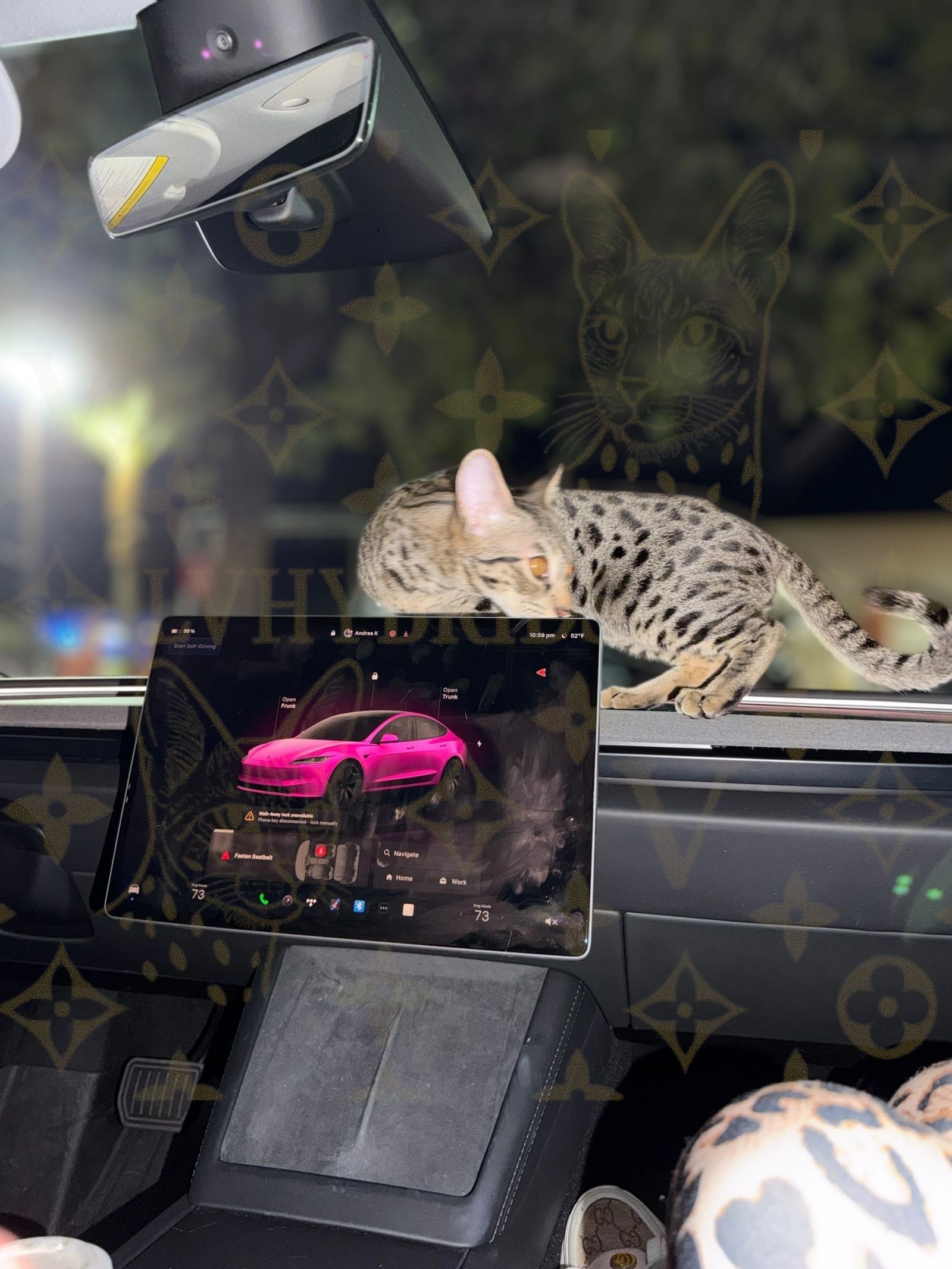 Savannah kitten for sale from LVHYBRIDS SBT cattery