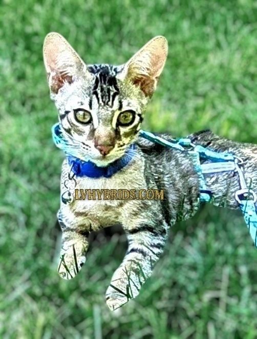 Savannah kitten for sale from LVHYBRIDS SBT cattery