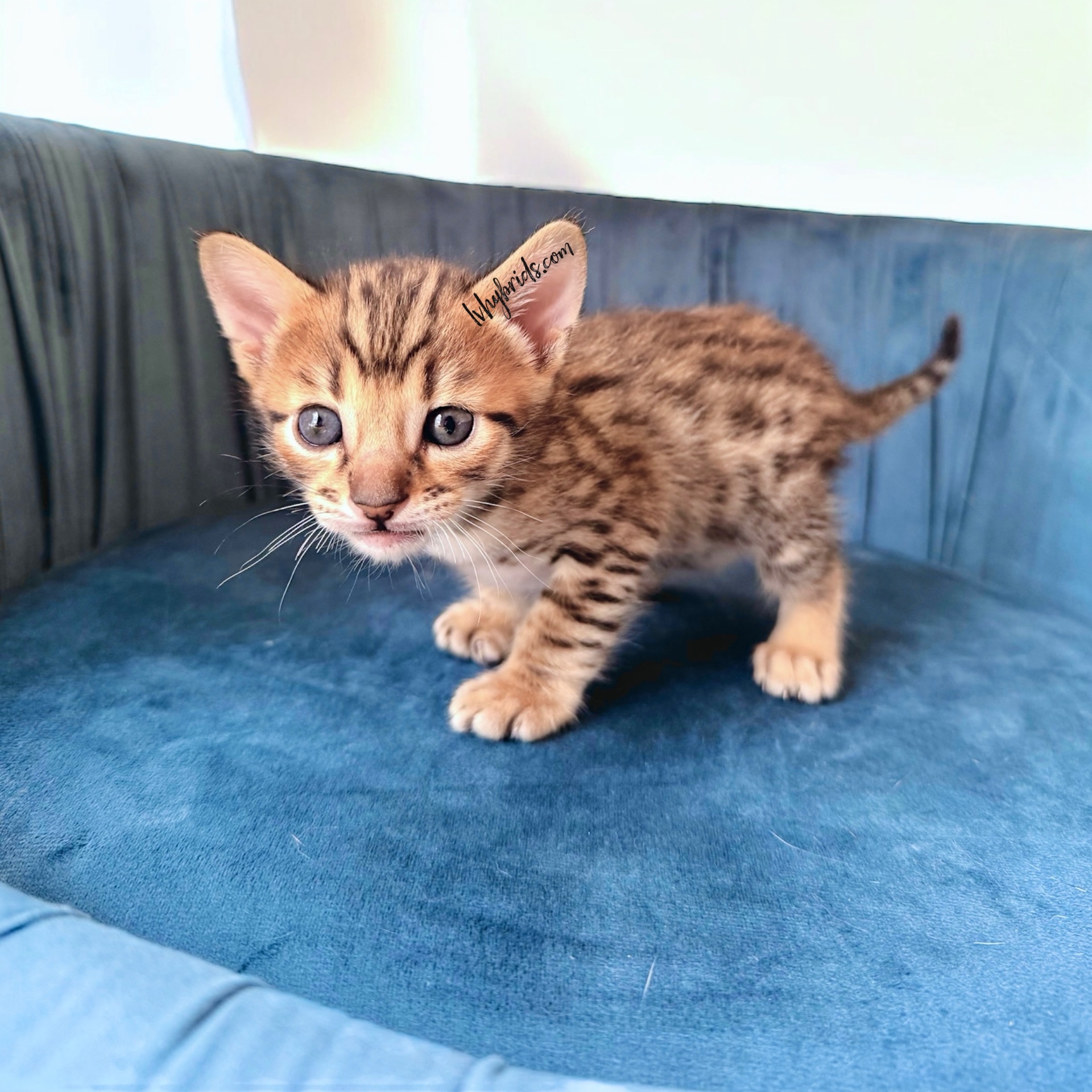 Cheeto, a spotted F5 SBT Savannah kitten from LVHYBRIDS