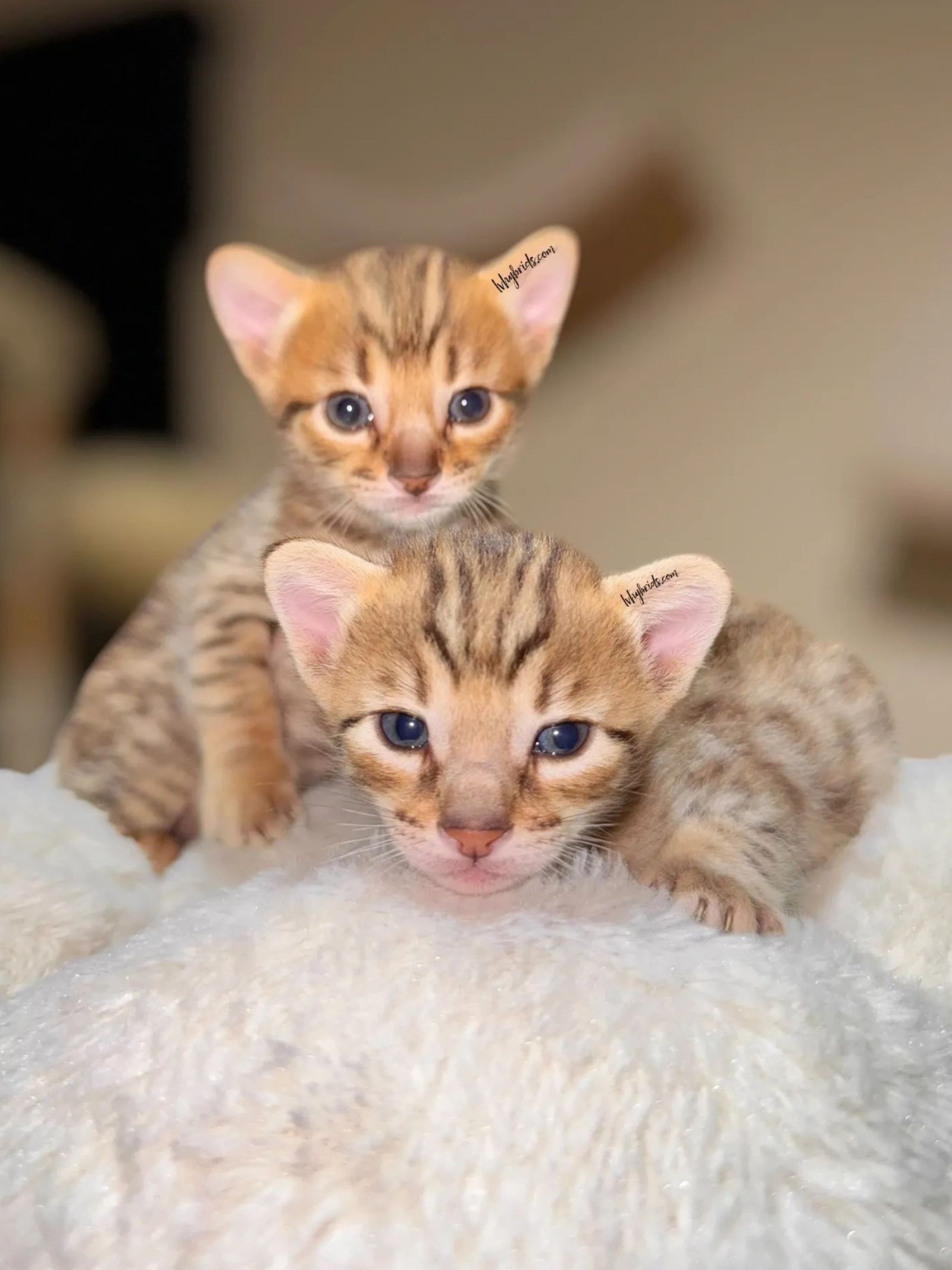 Savannah kitten for sale from LVHYBRIDS SBT cattery