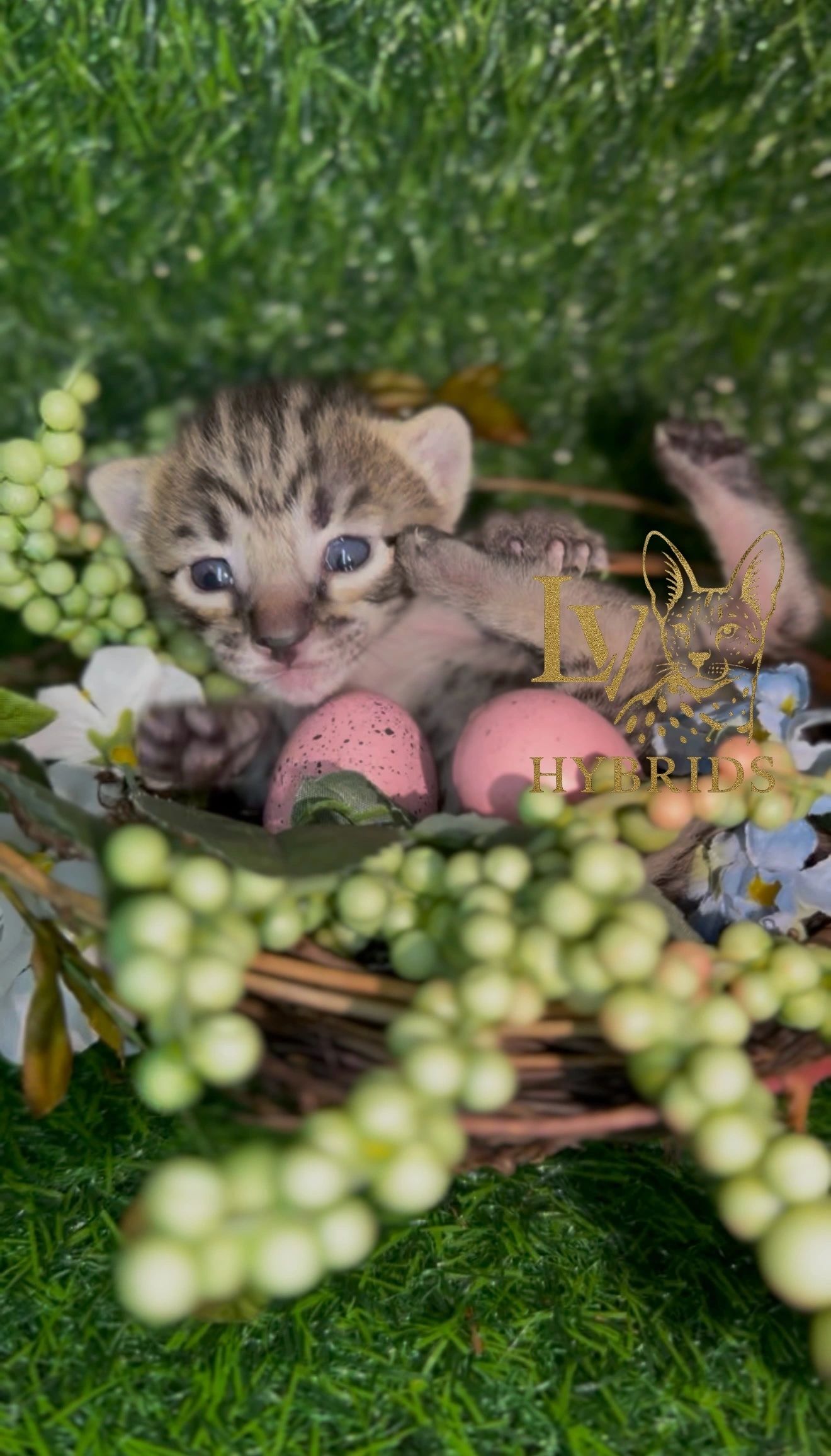 Savannah kitten for sale from LVHYBRIDS SBT cattery