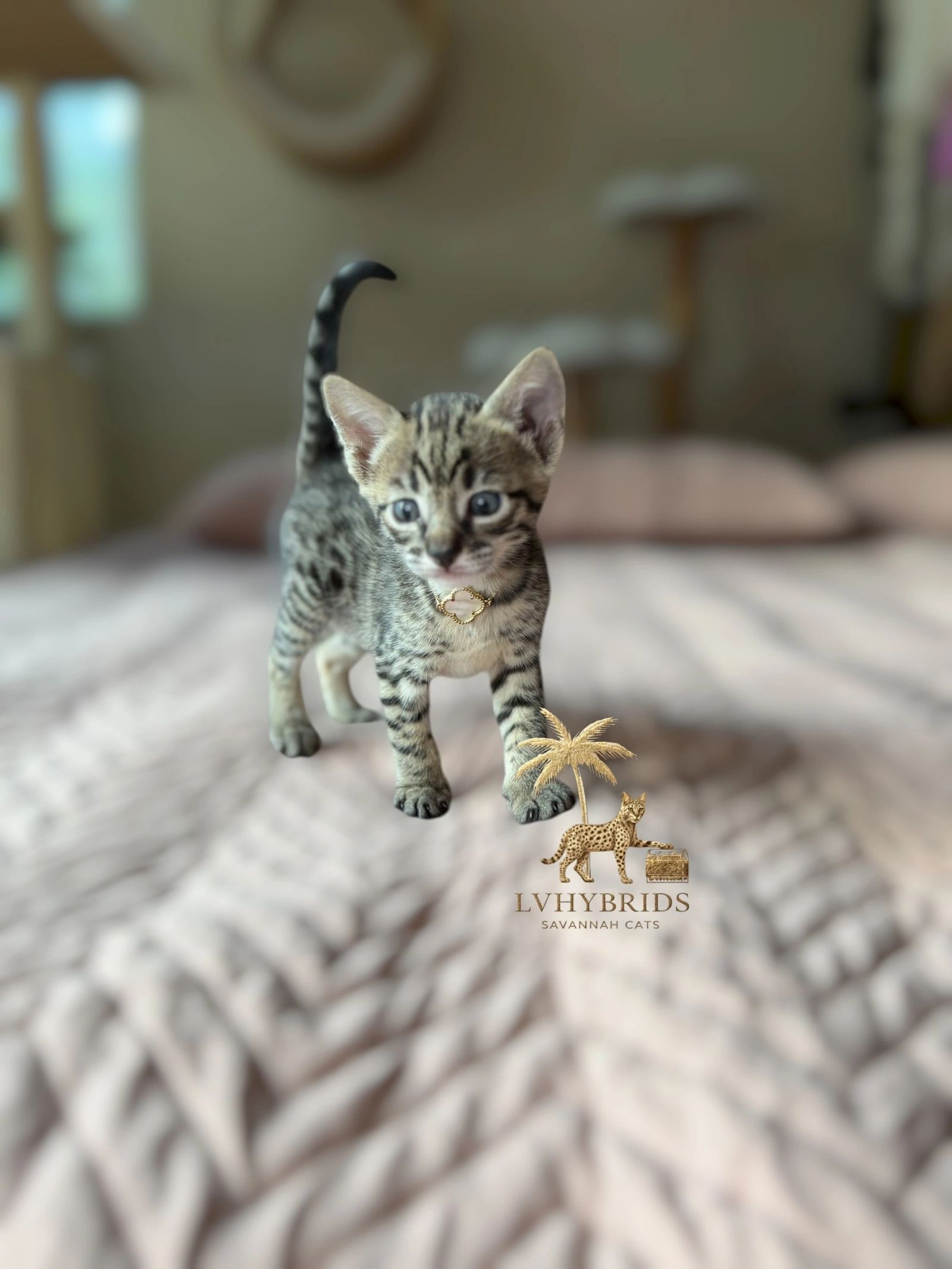 Savannah kitten for sale from LVHYBRIDS SBT cattery