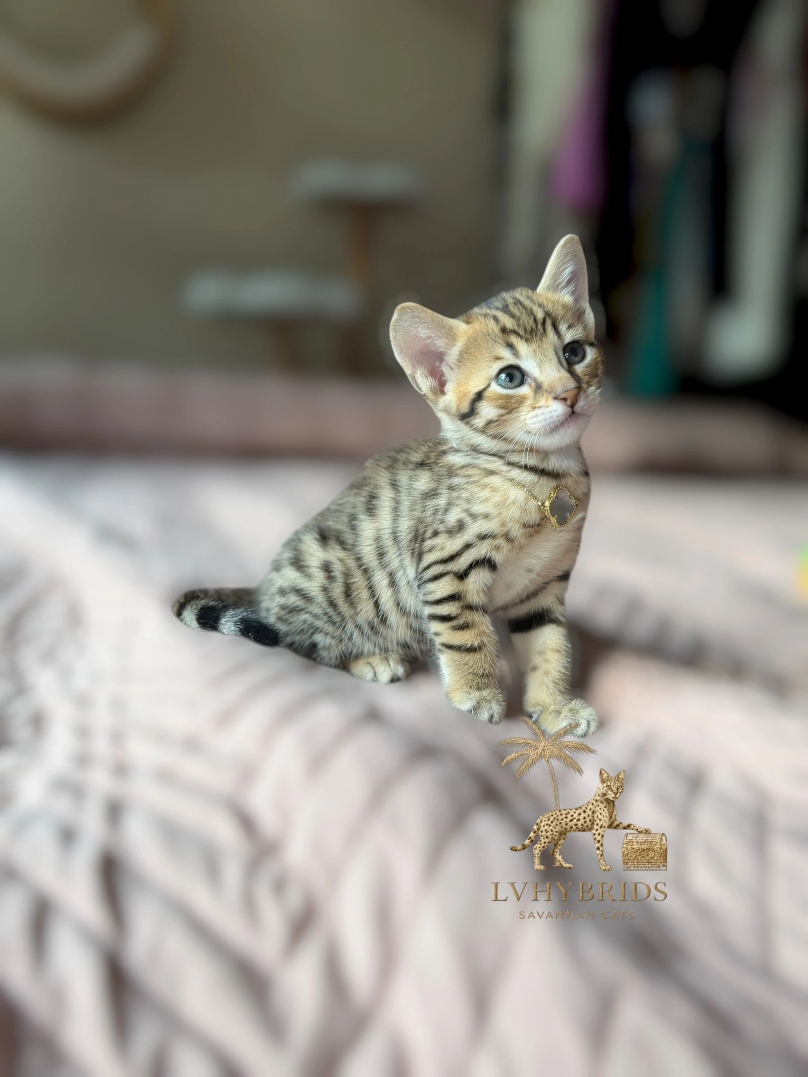 Savannah kitten for sale from LVHYBRIDS SBT cattery