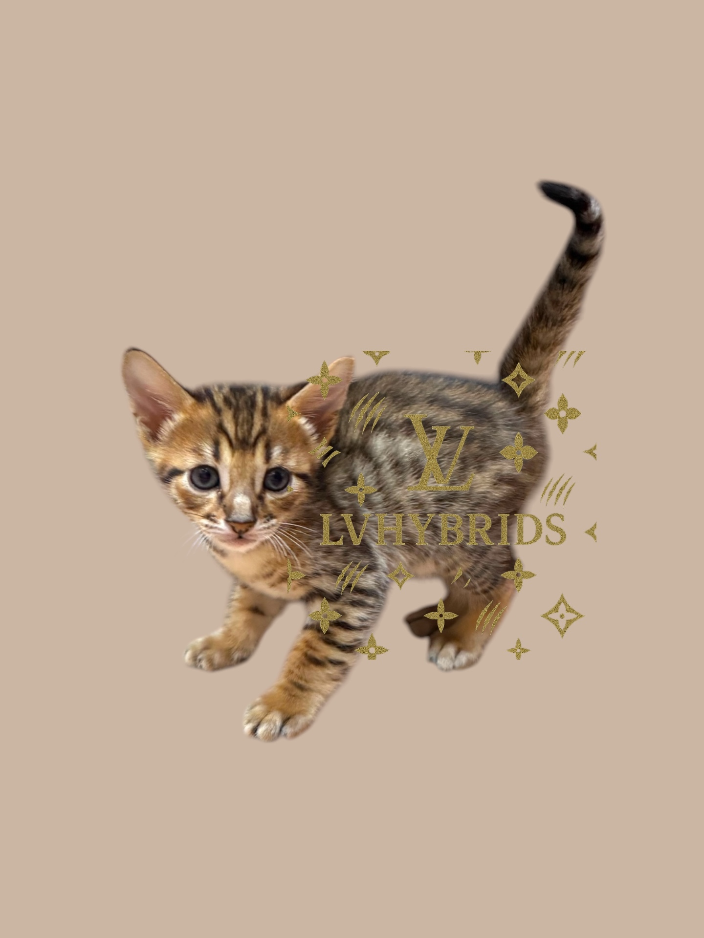 Brown spotted tabby F5 SBT Savannah kitten Bugatti with serval-like spots at LVHYBRIDS Pahrump Nevada