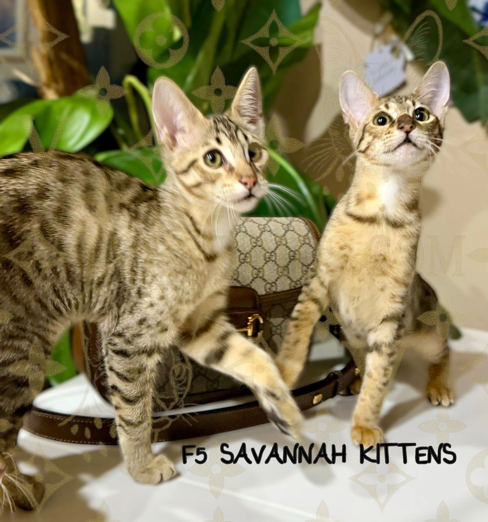 Savannah kitten for sale from LVHYBRIDS SBT cattery