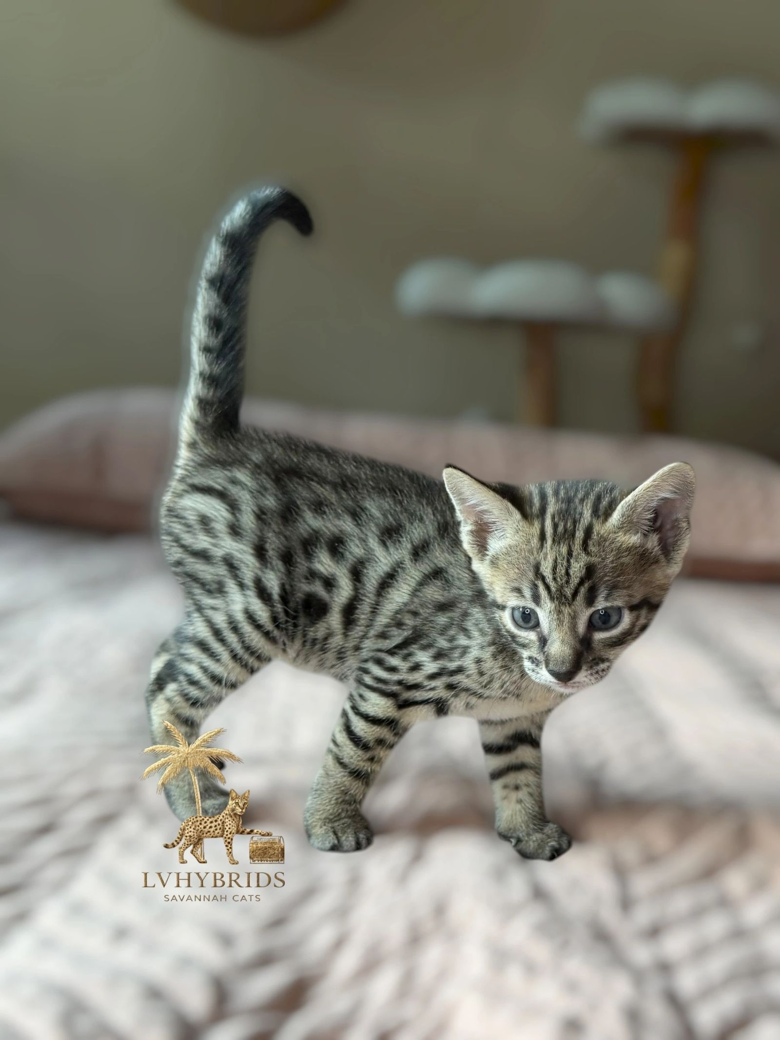 Savannah kitten for sale from LVHYBRIDS SBT cattery
