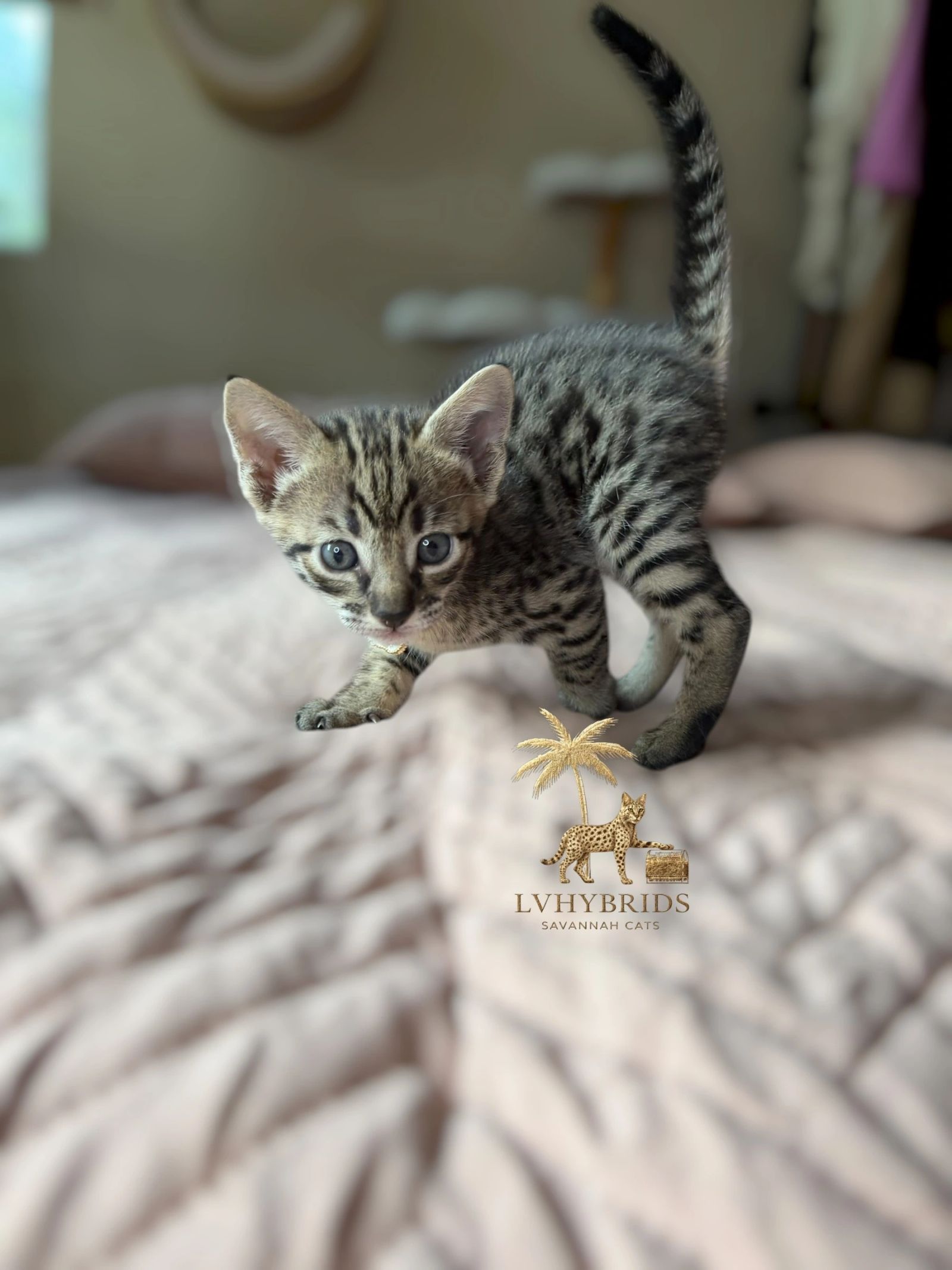 Savannah kitten for sale from LVHYBRIDS SBT cattery