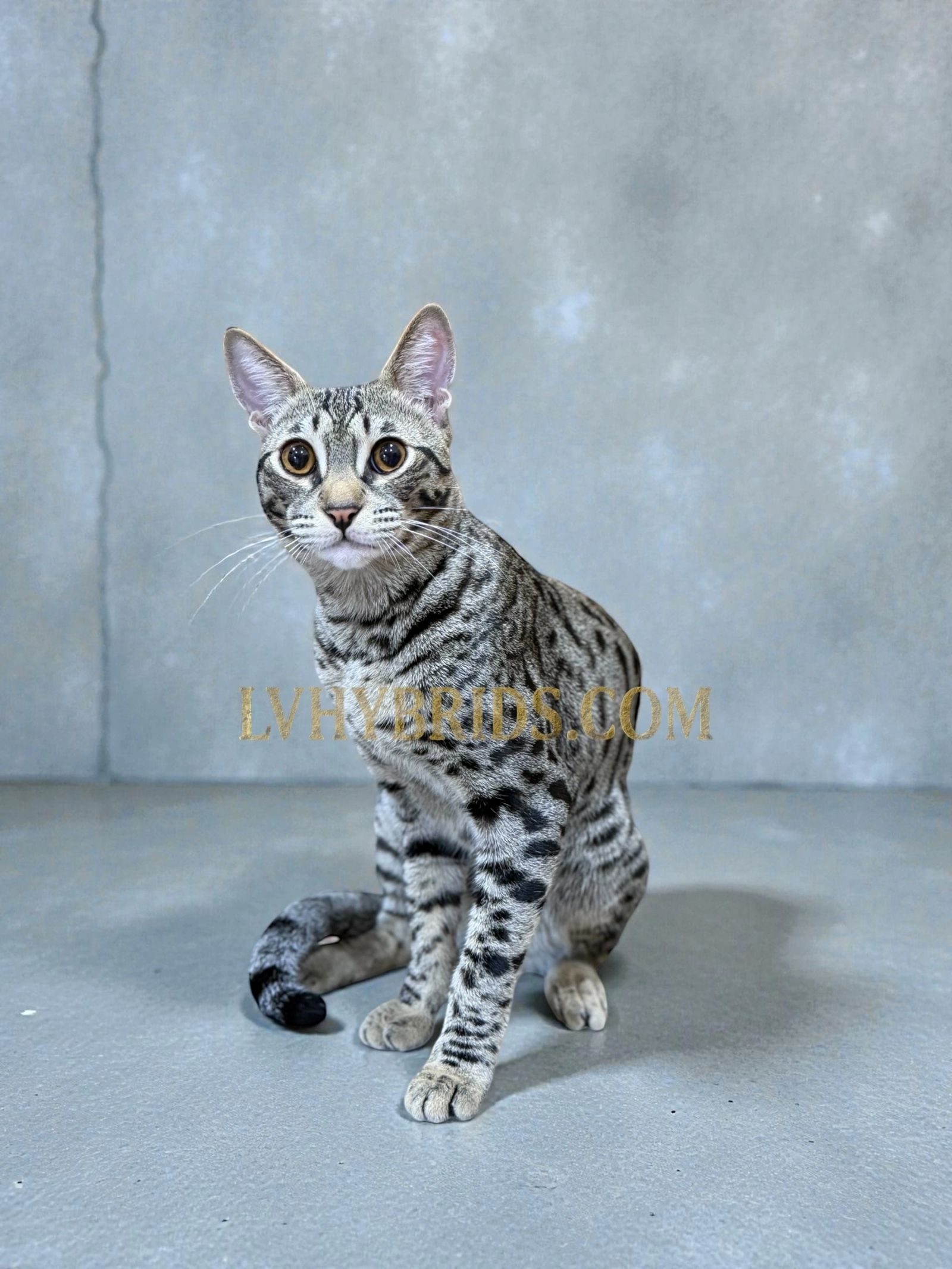 LVHYBRIDS rare blue Savannah kittens f4 for sale dog friendly raw fed