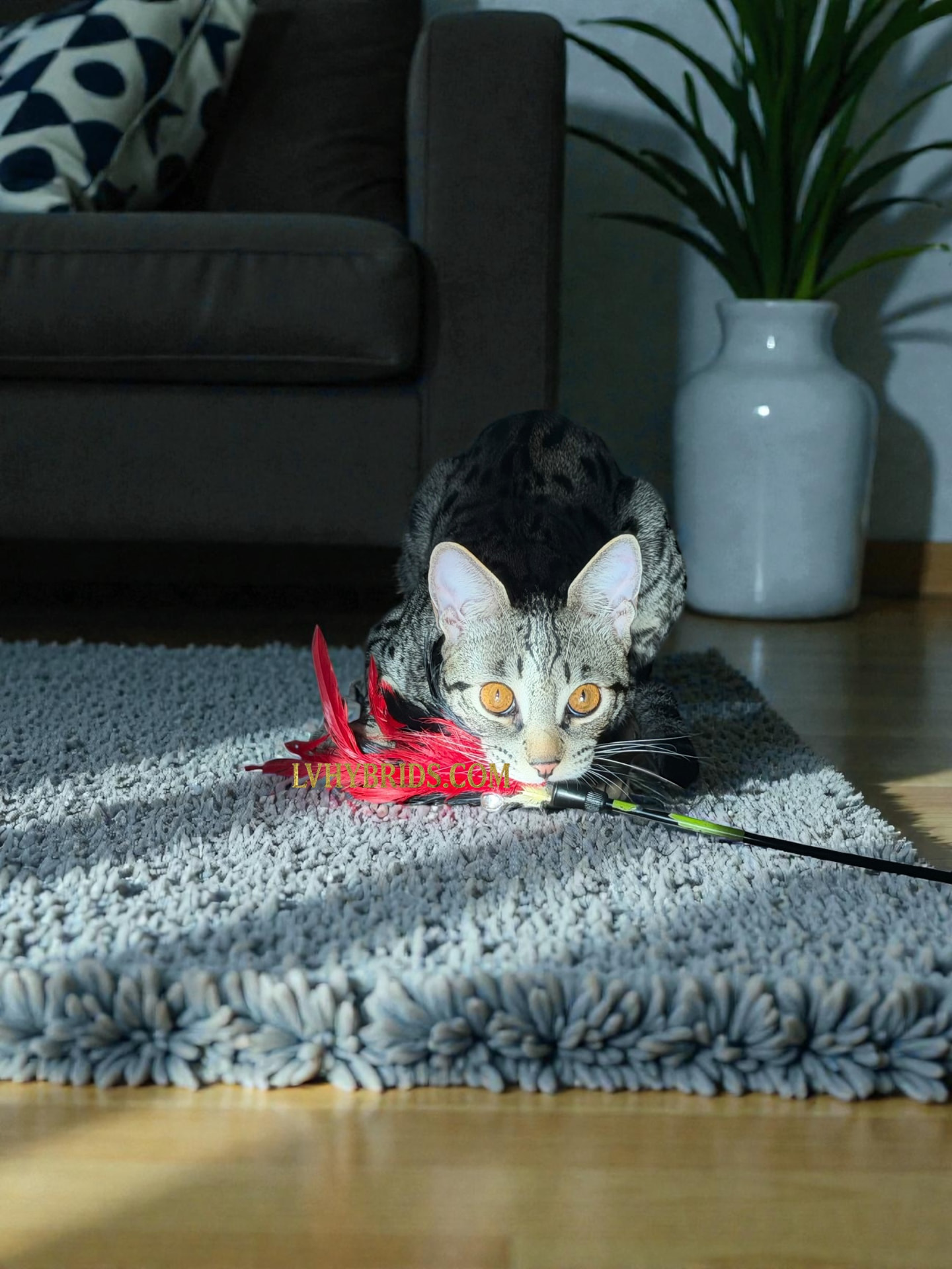 SBT Savannah kitten raised underfoot in the real home at LVHYBRIDS in Pahrump near Las Vegas, Nevada