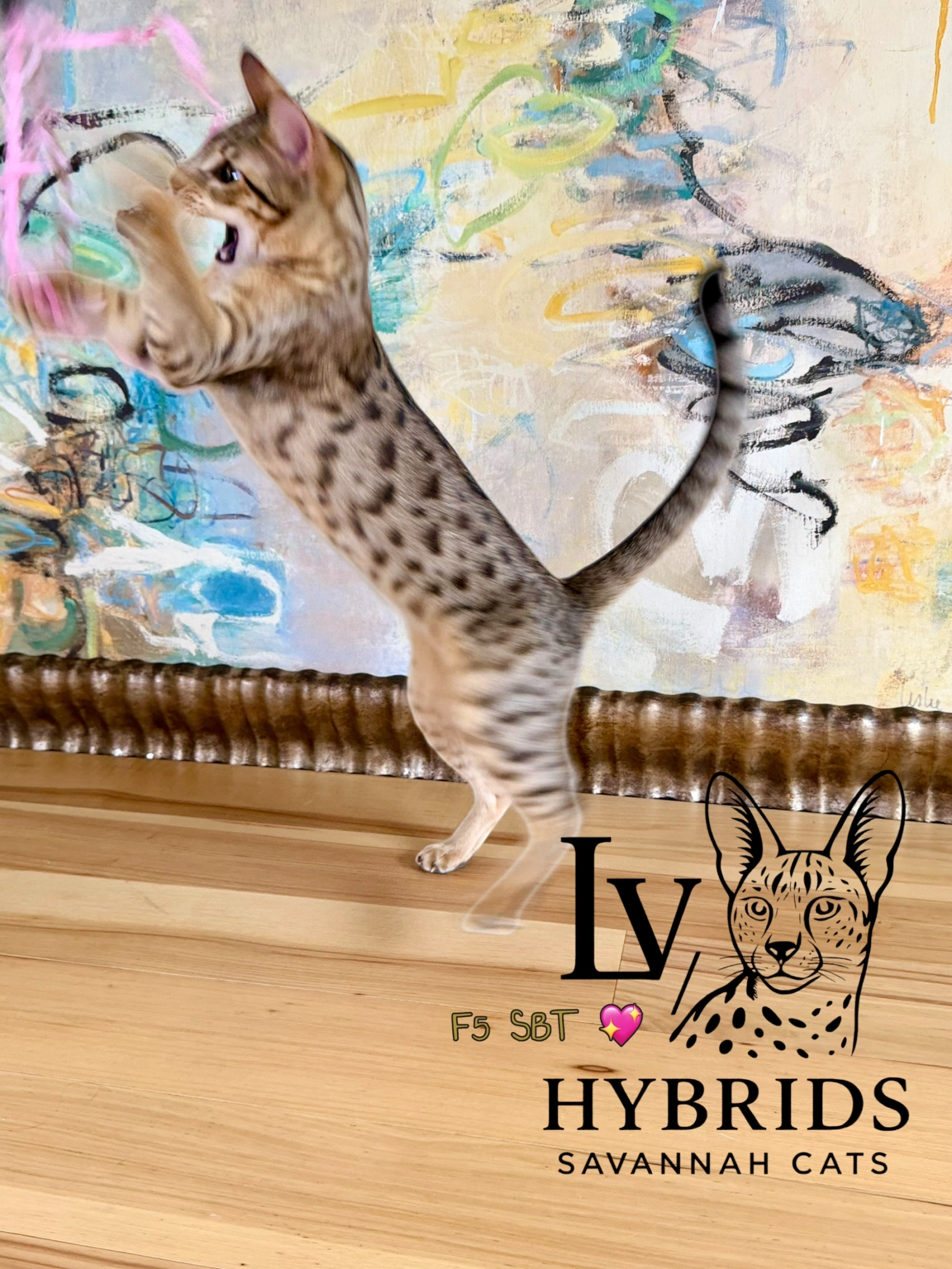 F5 Savannah queen breeder breeding money selling cats