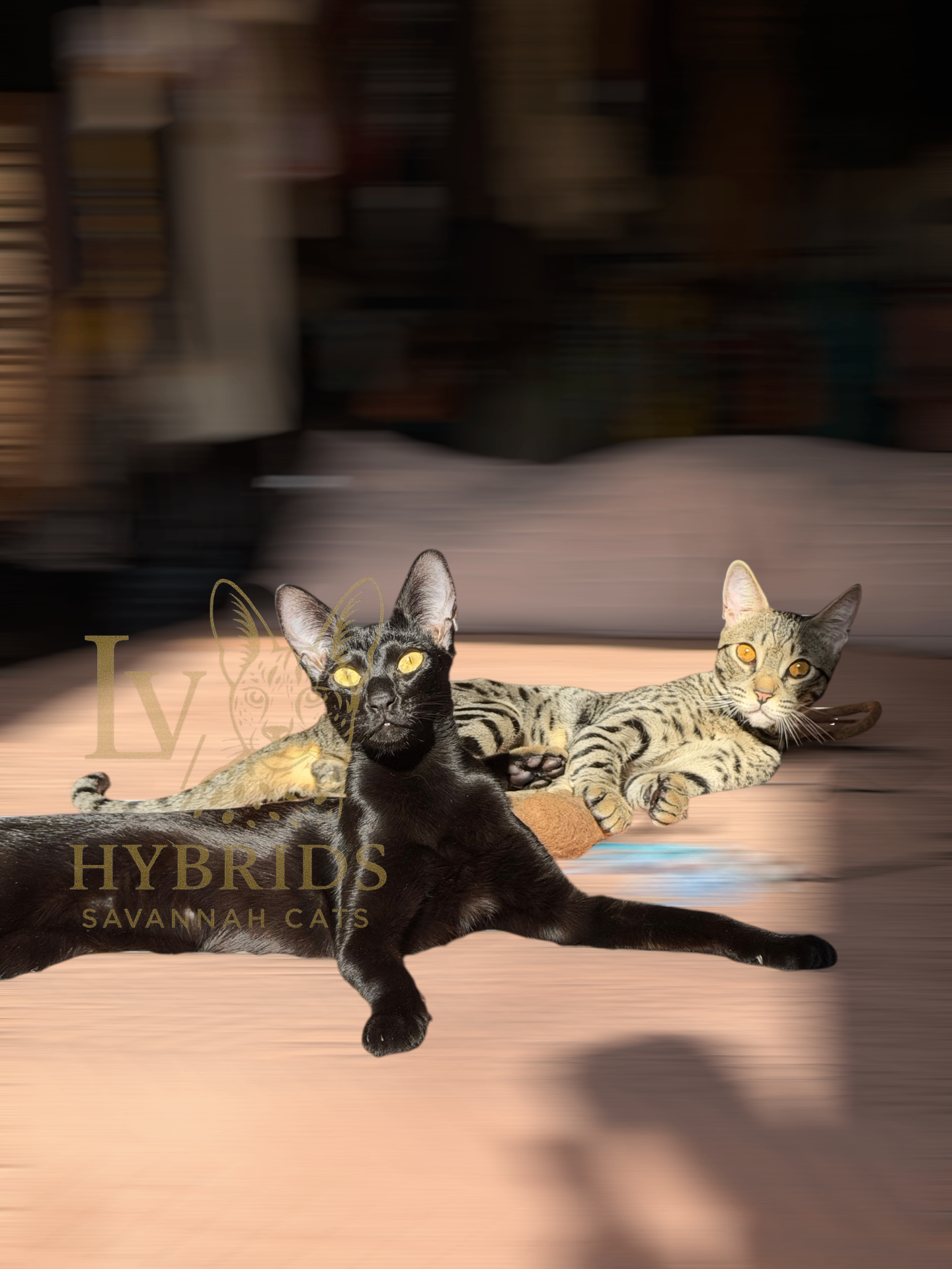 Melanistic and spotted Savannah cats sunbathing in a sunbeam at LVHYBRIDS