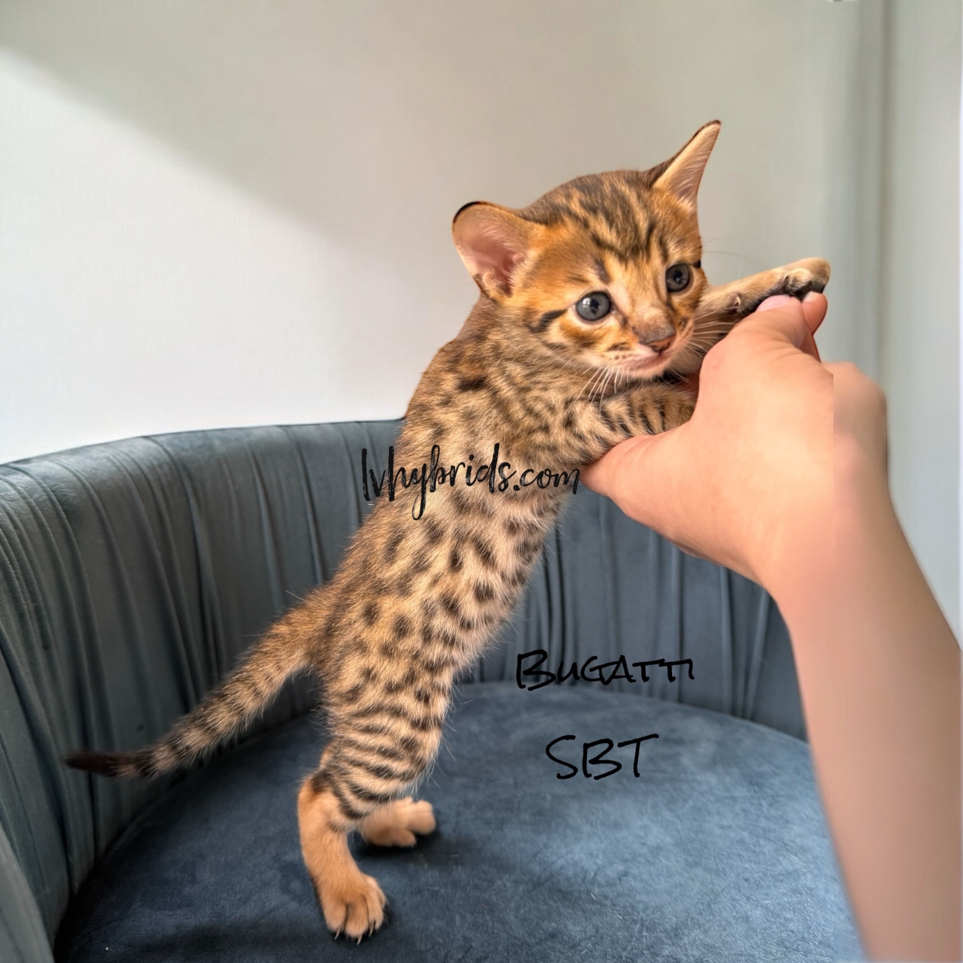 Bugatti, a brown spotted tabby F5 SBT Savannah male kitten from LVHYBRIDS in Pahrump near Las Vegas, Nevada