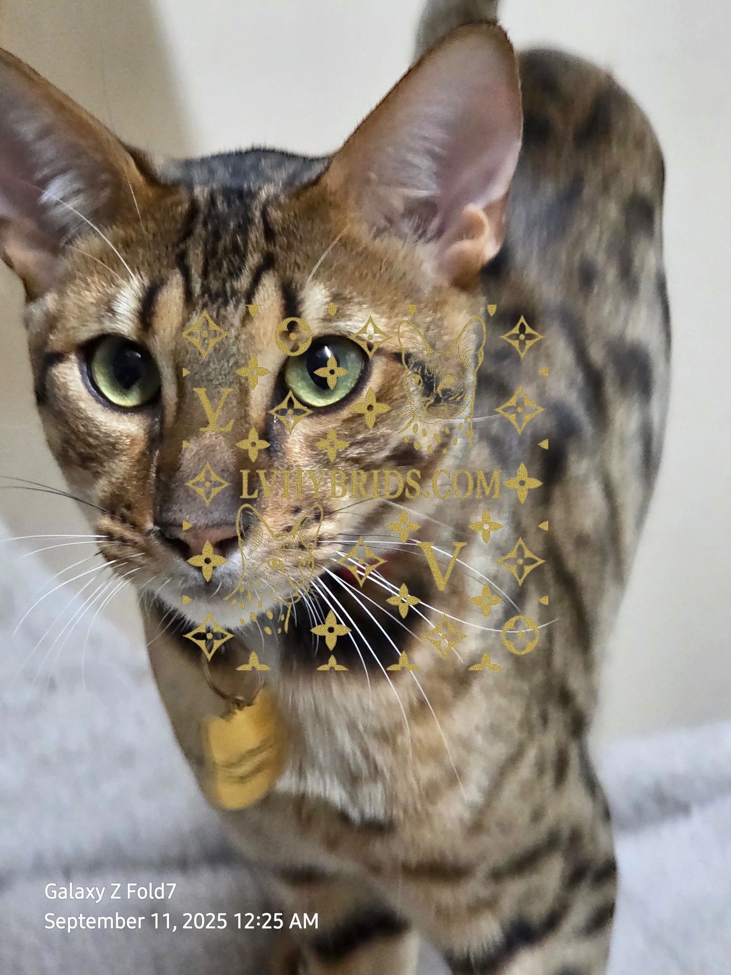 Savannah kitten for sale from LVHYBRIDS SBT cattery