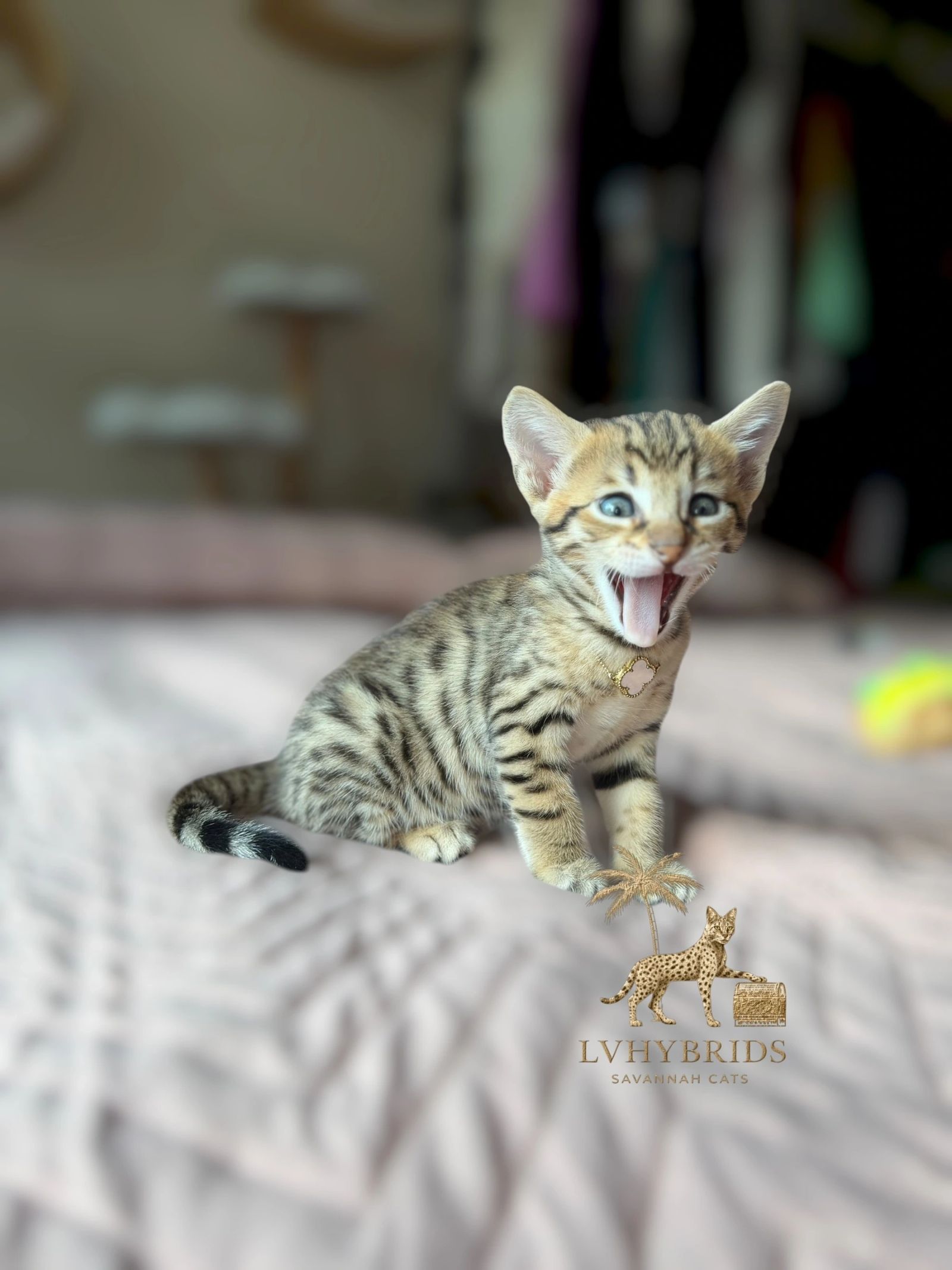 Savannah kitten for sale from LVHYBRIDS SBT cattery