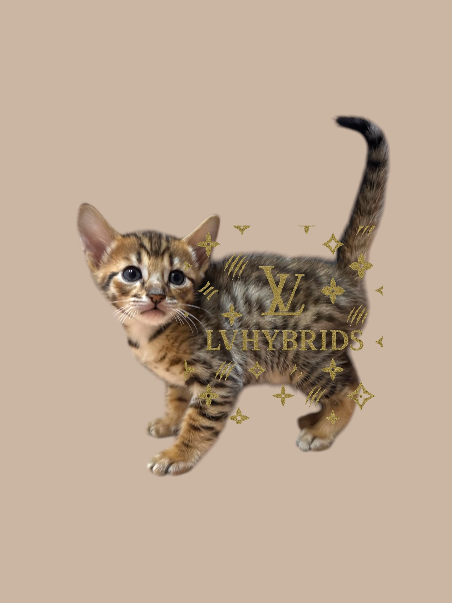 F5 SBT Savannah male kitten Bugatti, brown spotted tabby, raised underfoot near Las Vegas Nevada