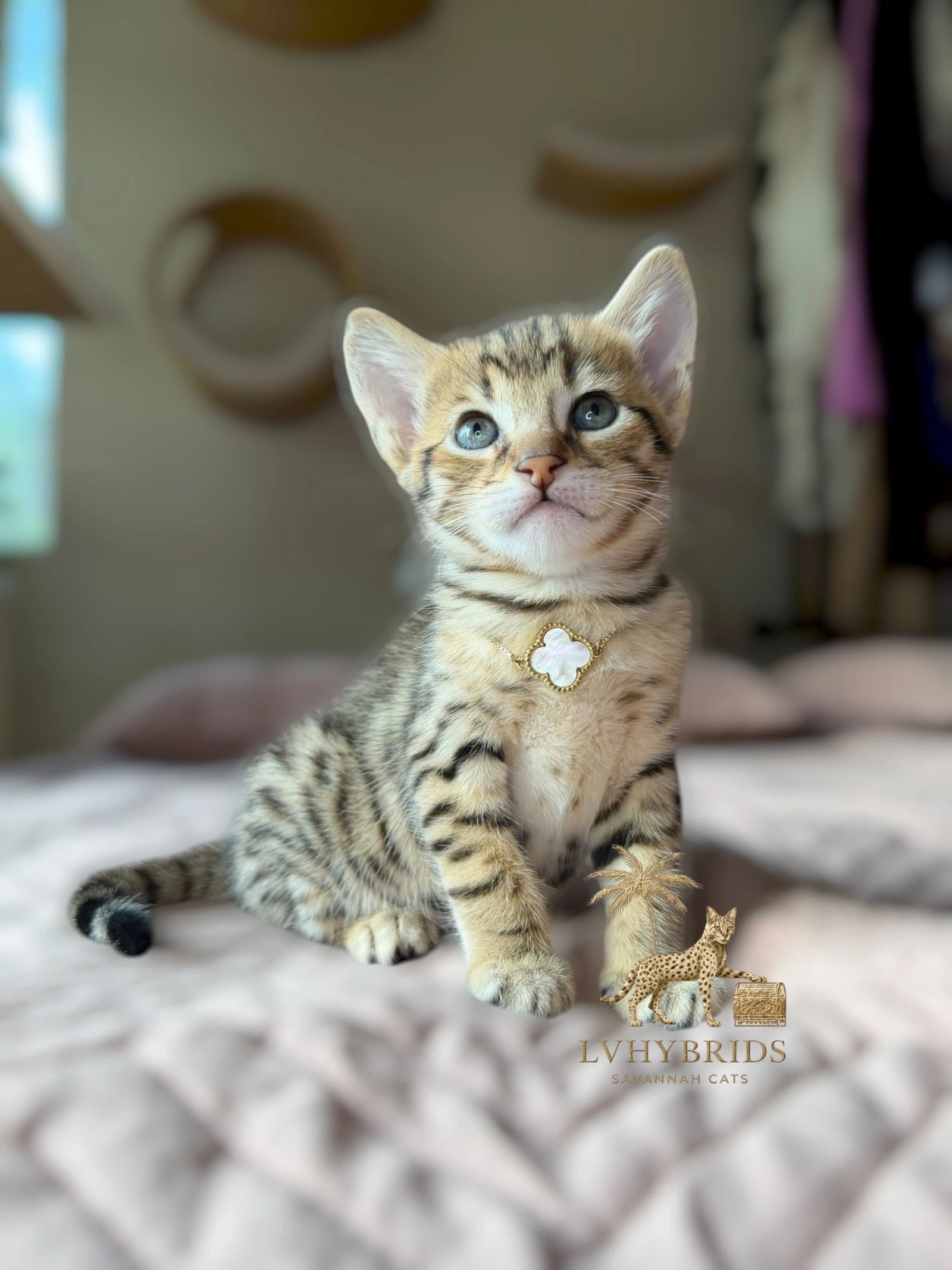 Savannah kitten for sale from LVHYBRIDS SBT cattery