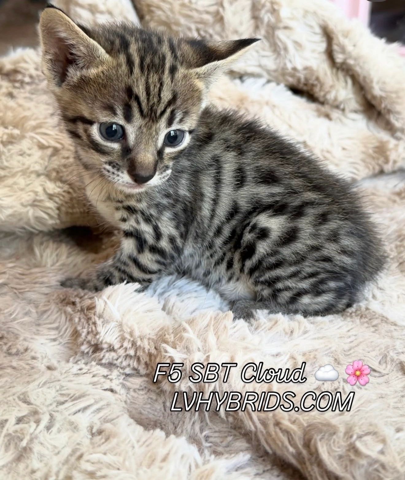 Savannah kitten for sale from LVHYBRIDS SBT cattery