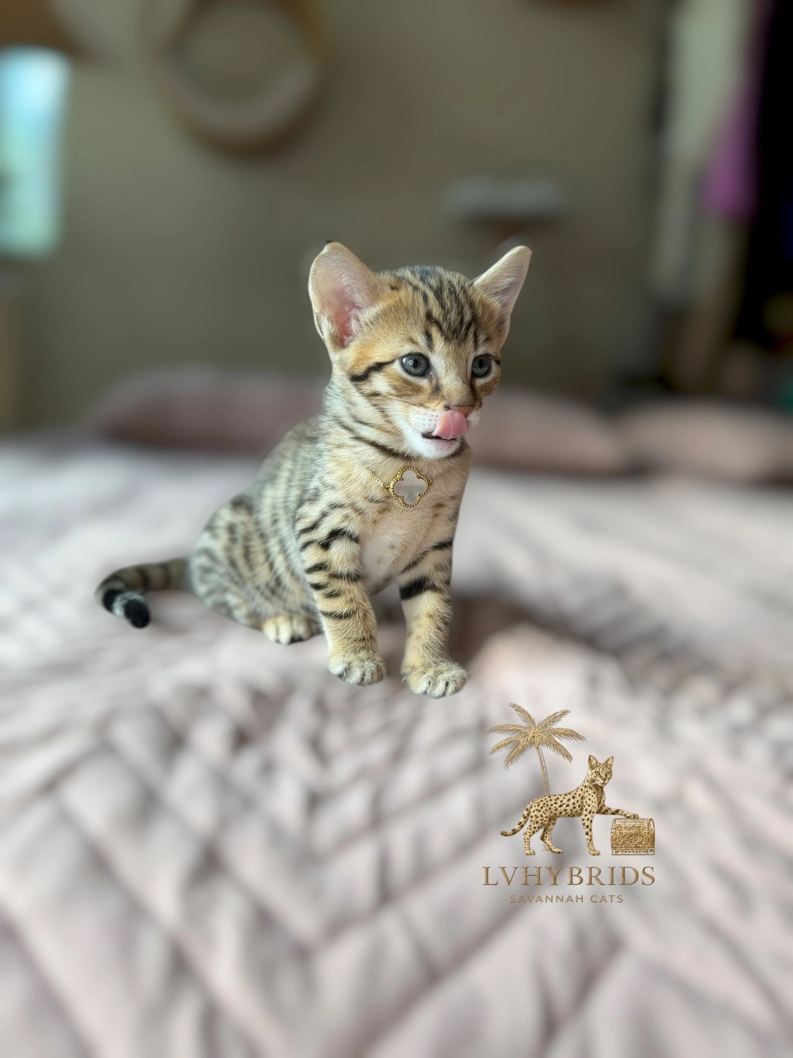 Savannah kitten for sale from LVHYBRIDS SBT cattery