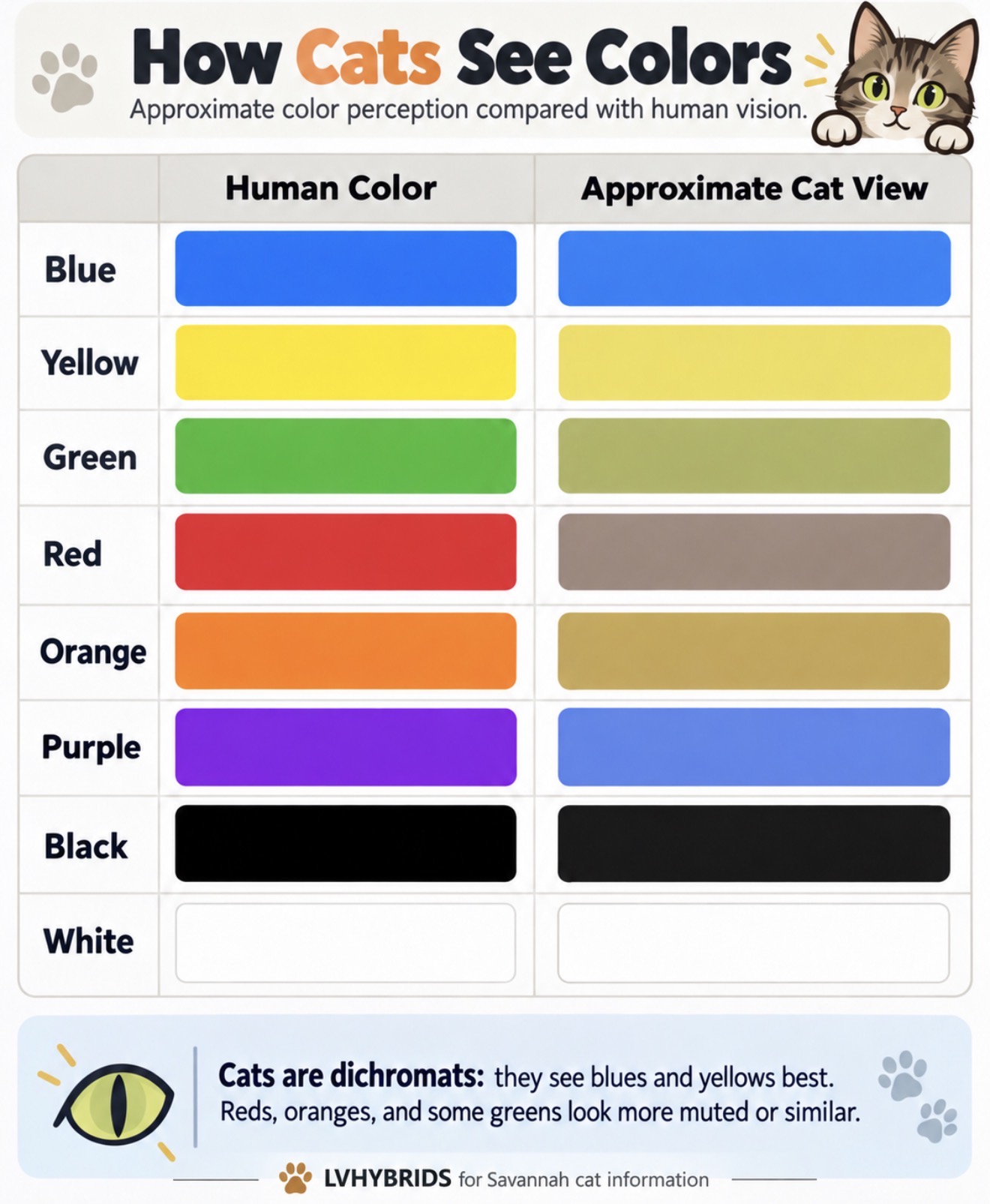 Chart comparing how humans and cats see colors: cats see blues and yellows best, reds look gray-brown