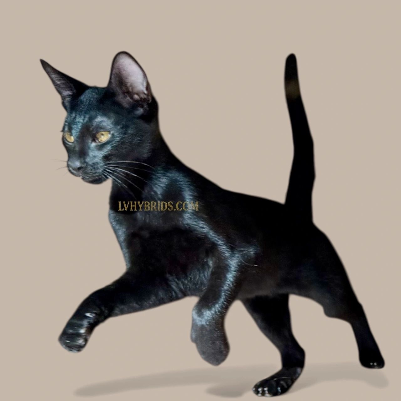 Savannah kitten for sale from LVHYBRIDS SBT cattery