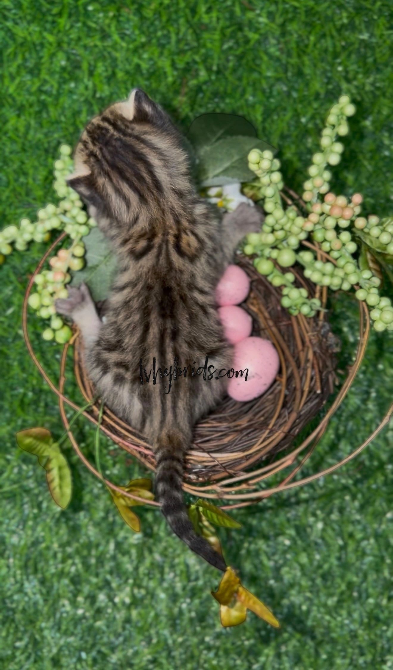 Savannah kitten for sale from LVHYBRIDS SBT cattery