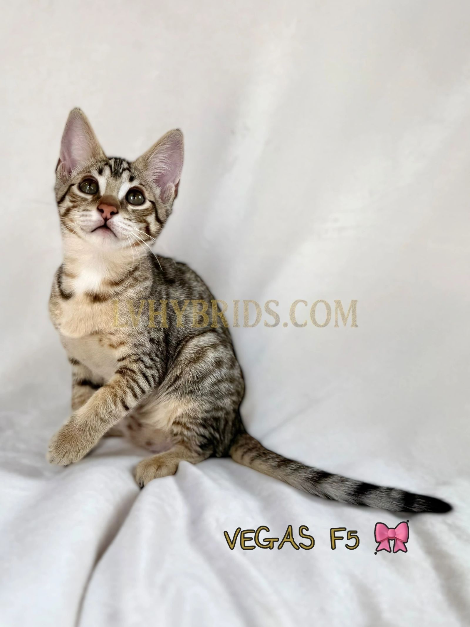 F5 SBT exotic hybrid Savannah kitten cat for sale near me