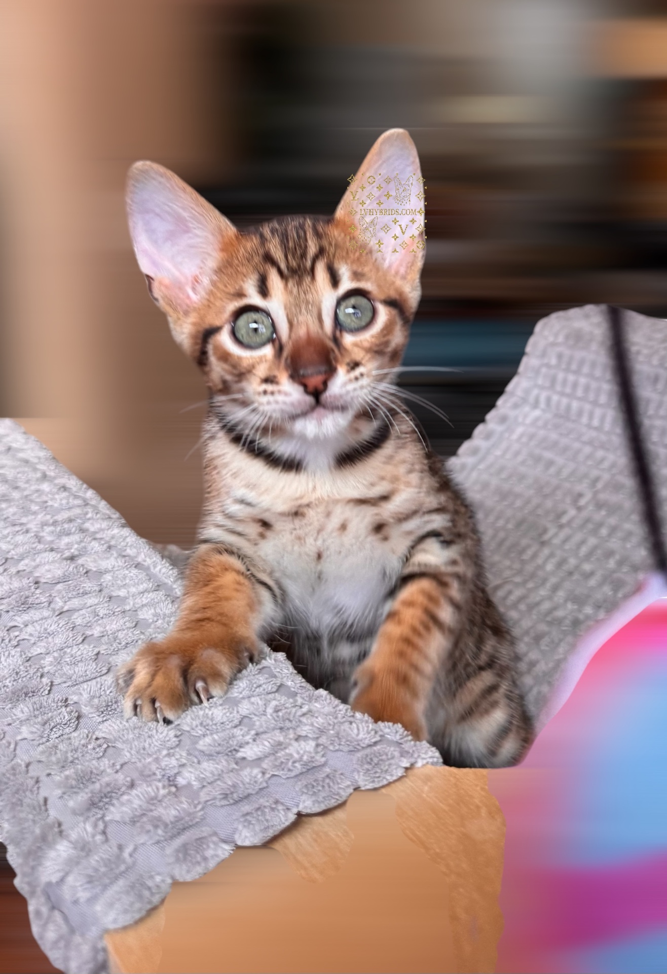 Brown spotted tabby F5 SBT Savannah kitten Bugatti showing bold spotted coat, TICA registered LVHYBRIDS cattery