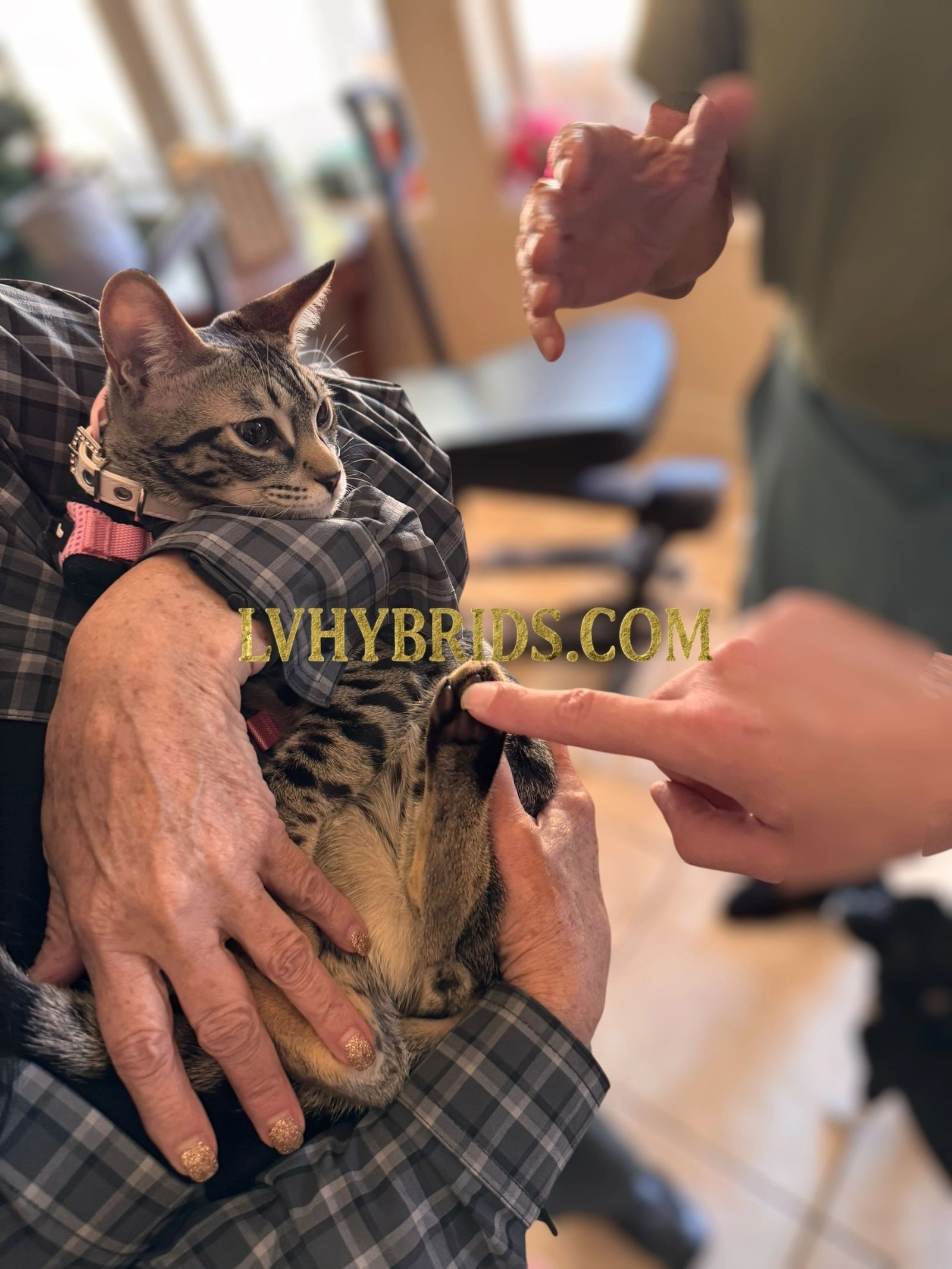 Savannah kitten for sale from LVHYBRIDS SBT cattery